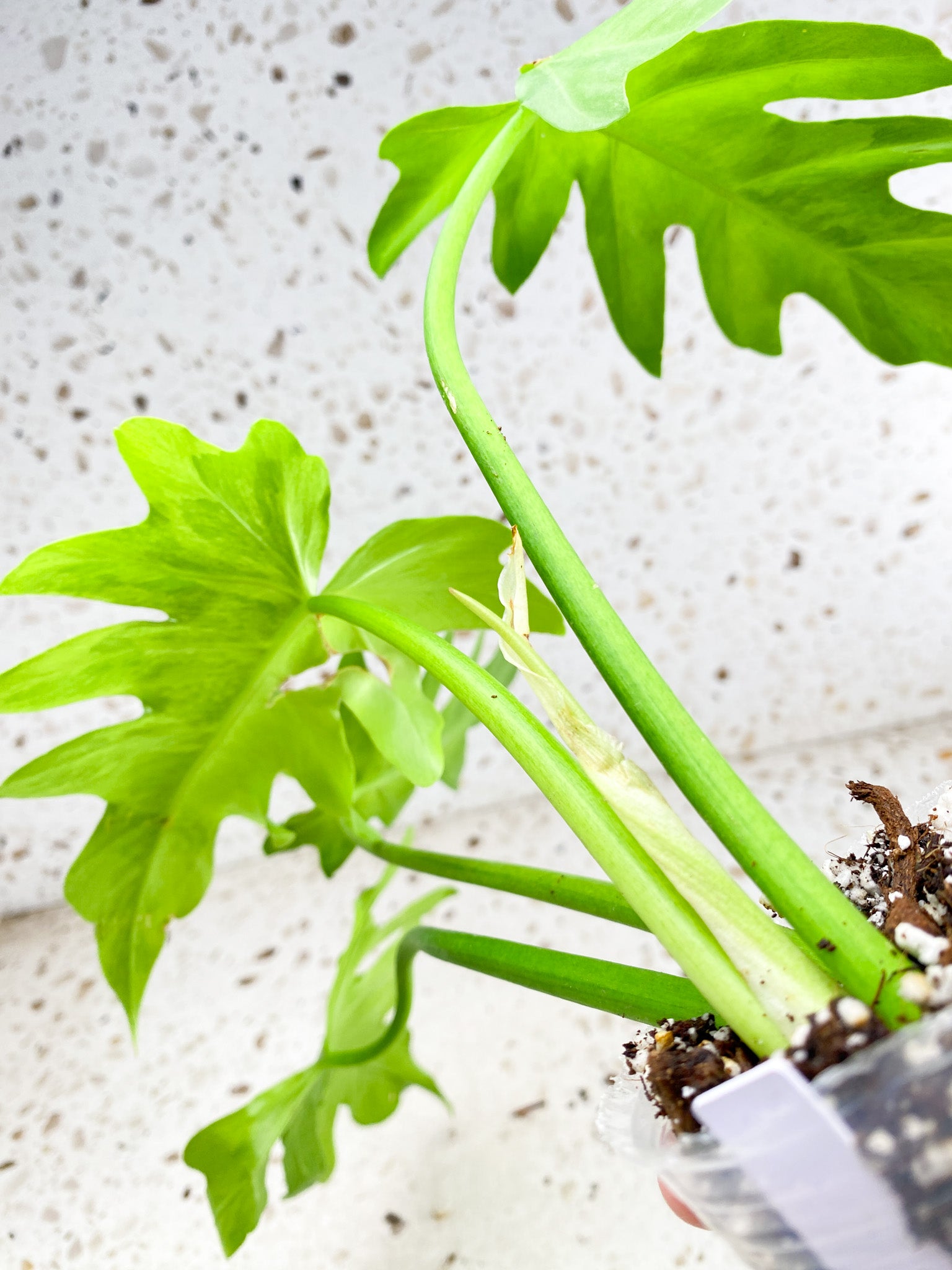 Thaumatophyllum Radiatum Variegated 4 leaves 1 shoot top cutting (rooting)