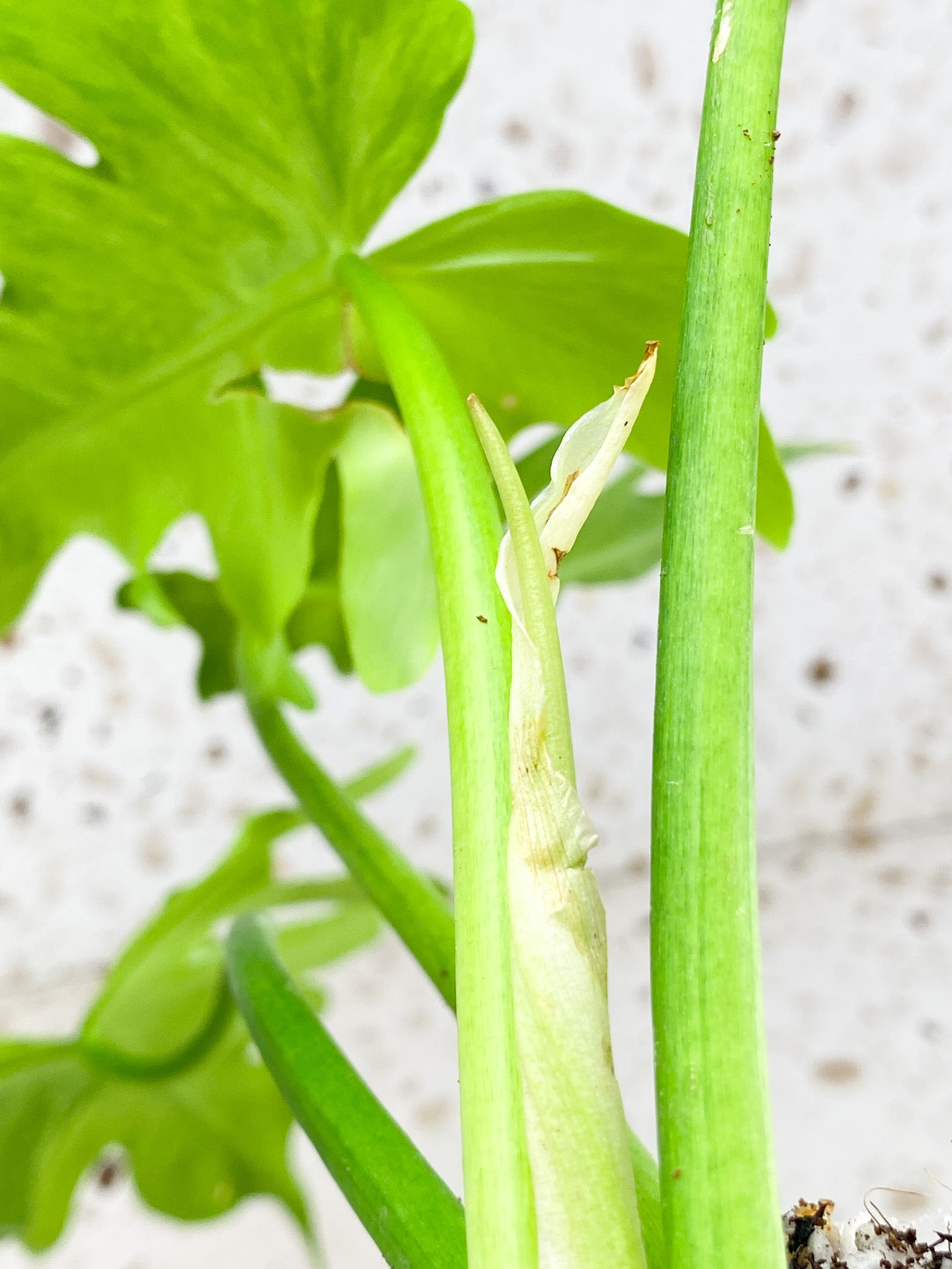 Thaumatophyllum Radiatum Variegated 4 leaves 1 shoot top cutting (rooting)