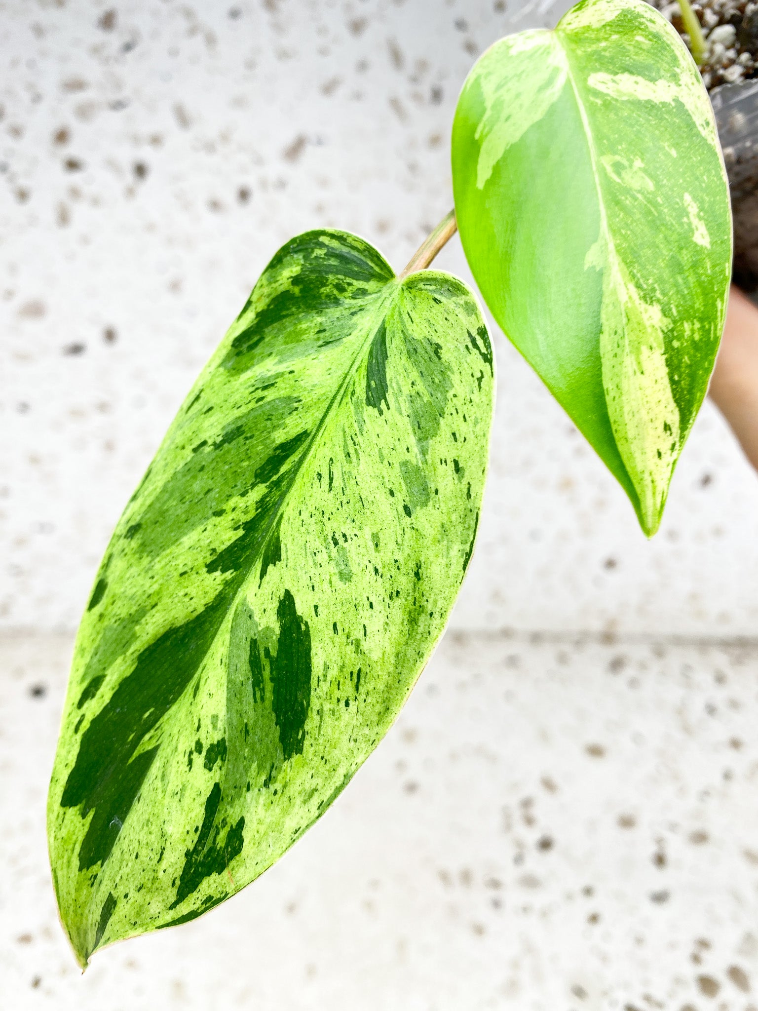 Unicorn: Philodendron Emerald Marble King Variegated 4 leaf top cutting with 3 sprouts (rooting)