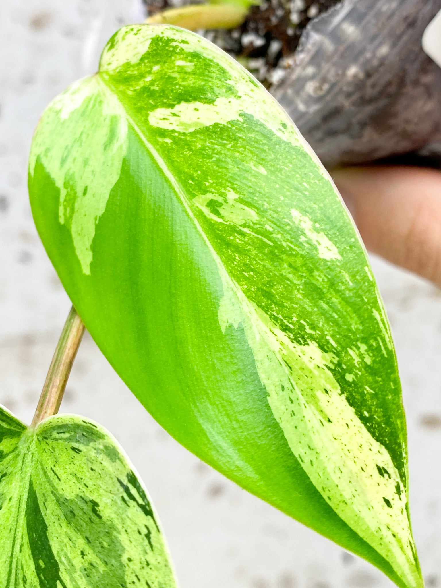 Unicorn: Philodendron Emerald Marble King Variegated 4 leaf top cutting with 3 sprouts (rooting)