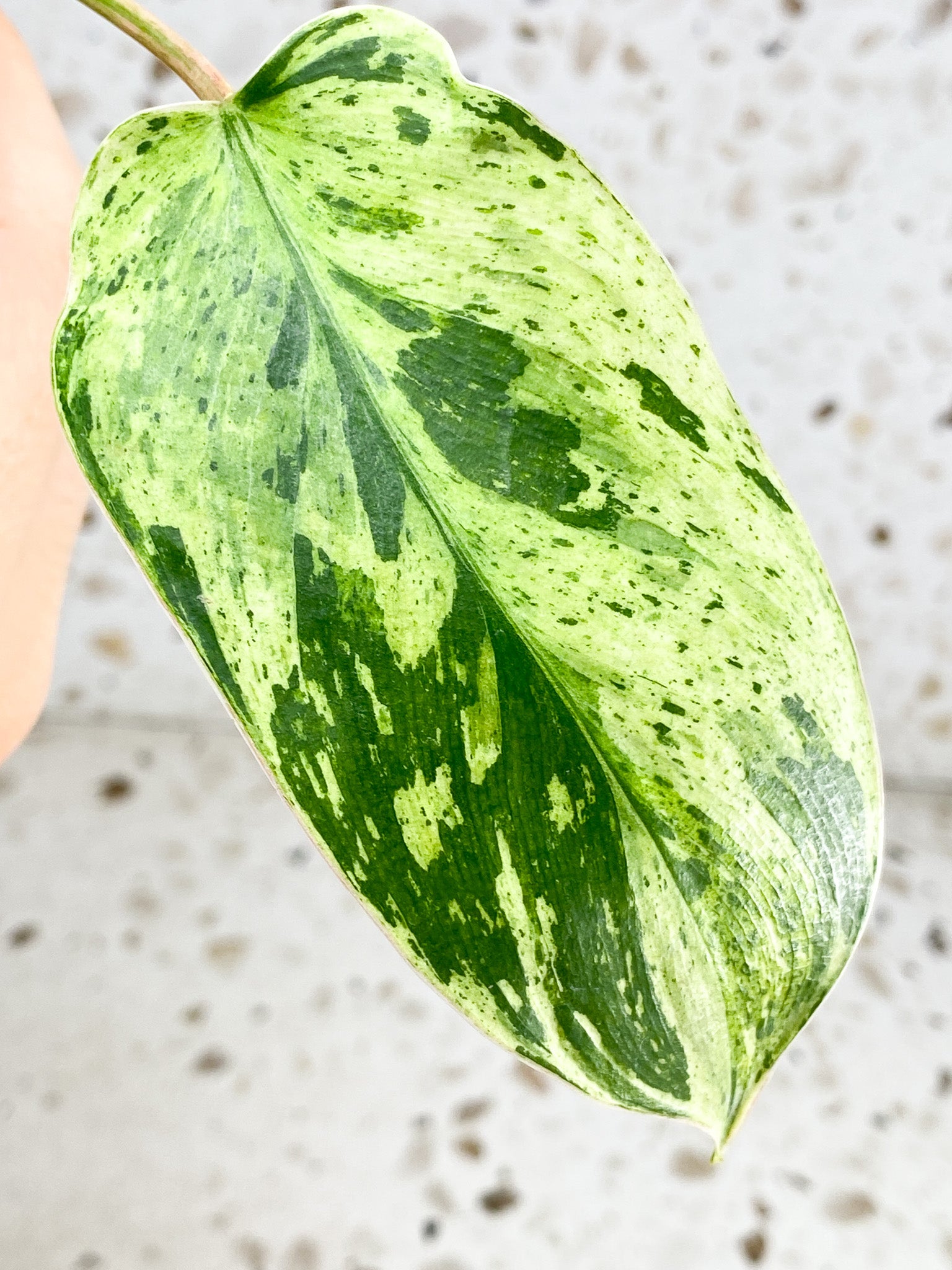 Unicorn: Philodendron Emerald Marble King Variegated 4 leaf top cutting with 3 sprouts (rooting)