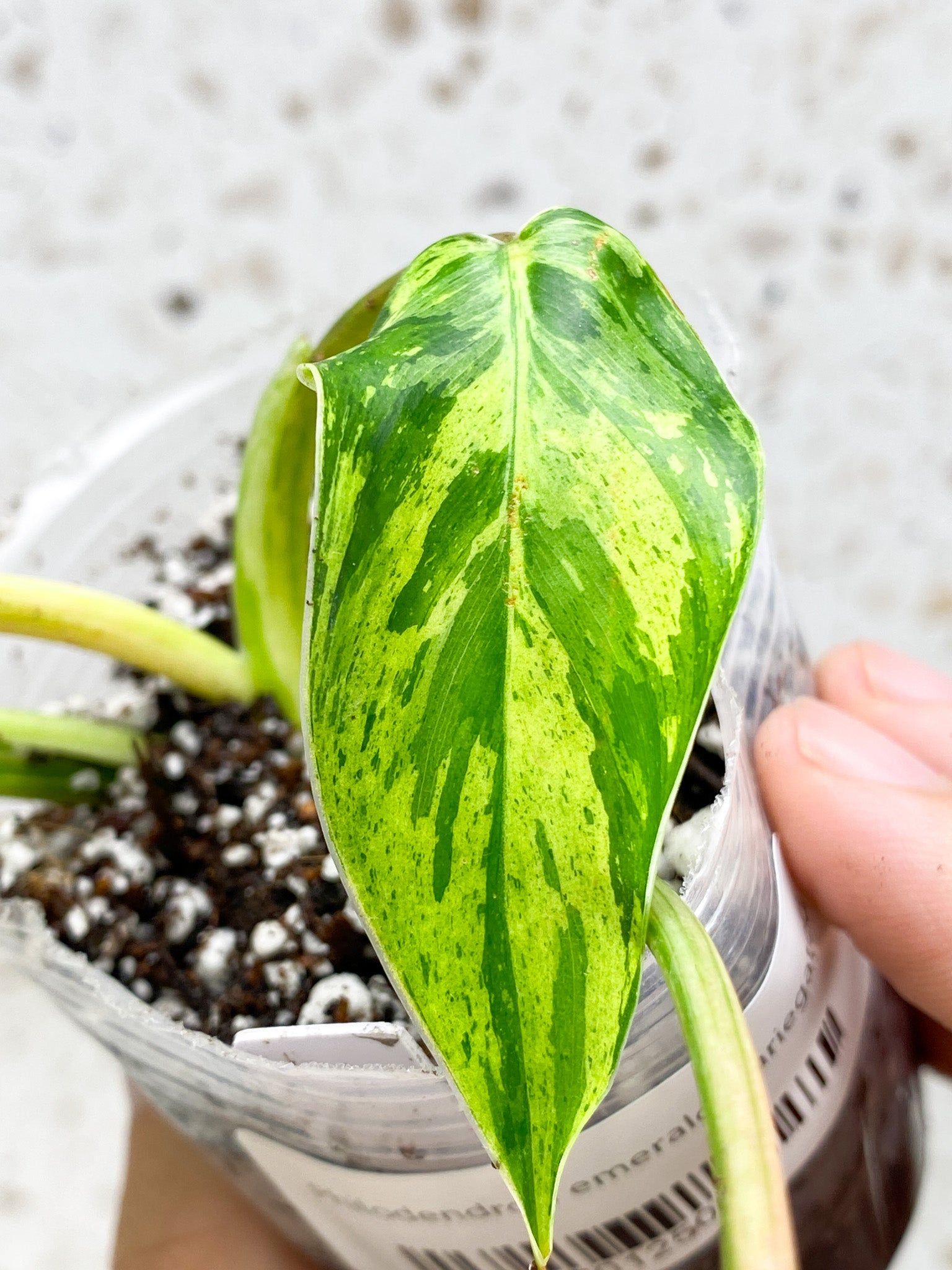 Unicorn: Philodendron Emerald Marble King Variegated 4 leaf top cutting with 3 sprouts (rooting)