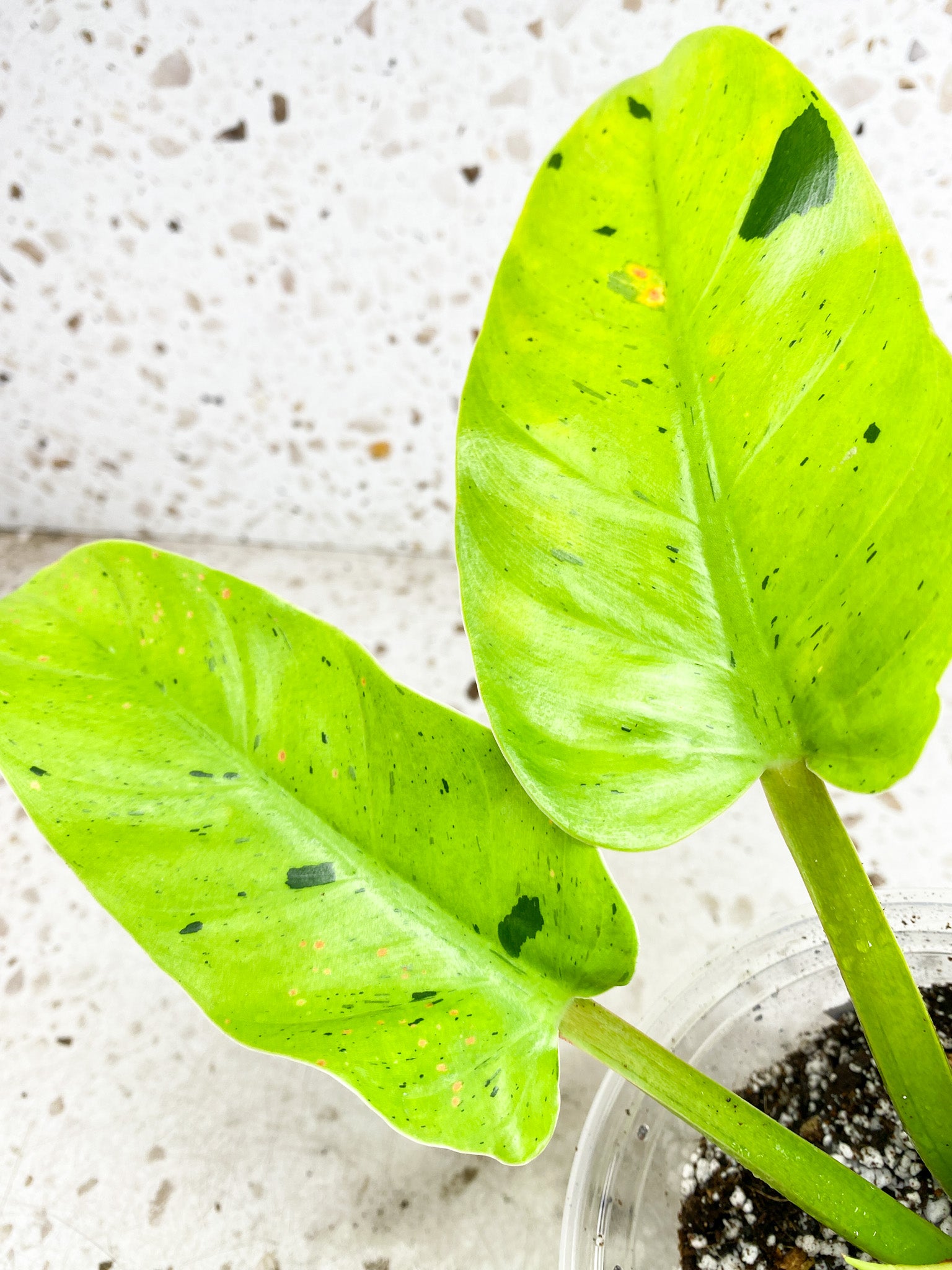 Unicorn: Philodendron Ruaysap Variegated 6 leaves 1 sprout top cutting (rooting)