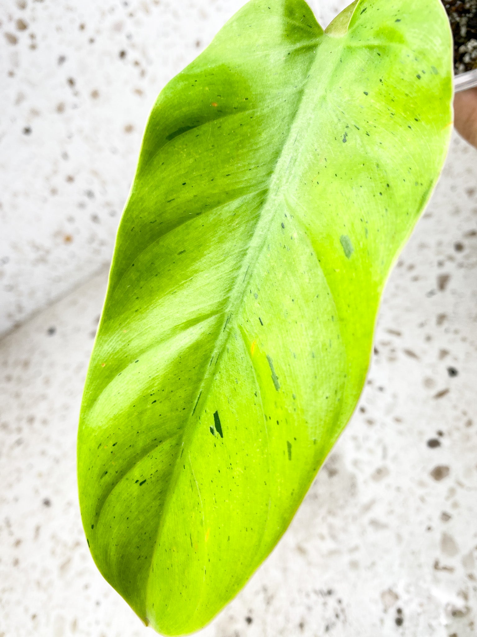 Unicorn: Philodendron Ruaysap Variegated 6 leaves 1 sprout top cutting (rooting)