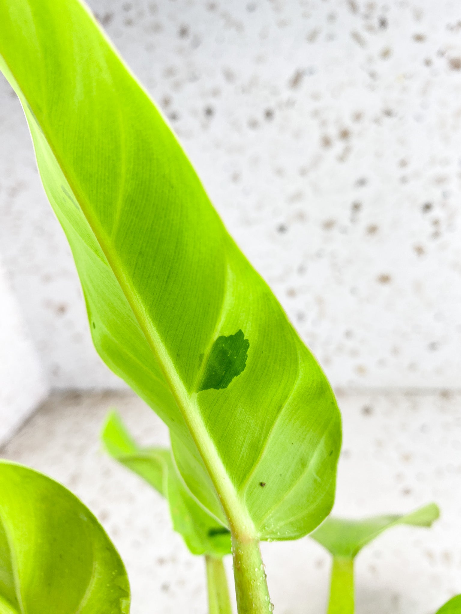 Unicorn: Philodendron Ruaysap Variegated 6 leaves 1 sprout top cutting (rooting)