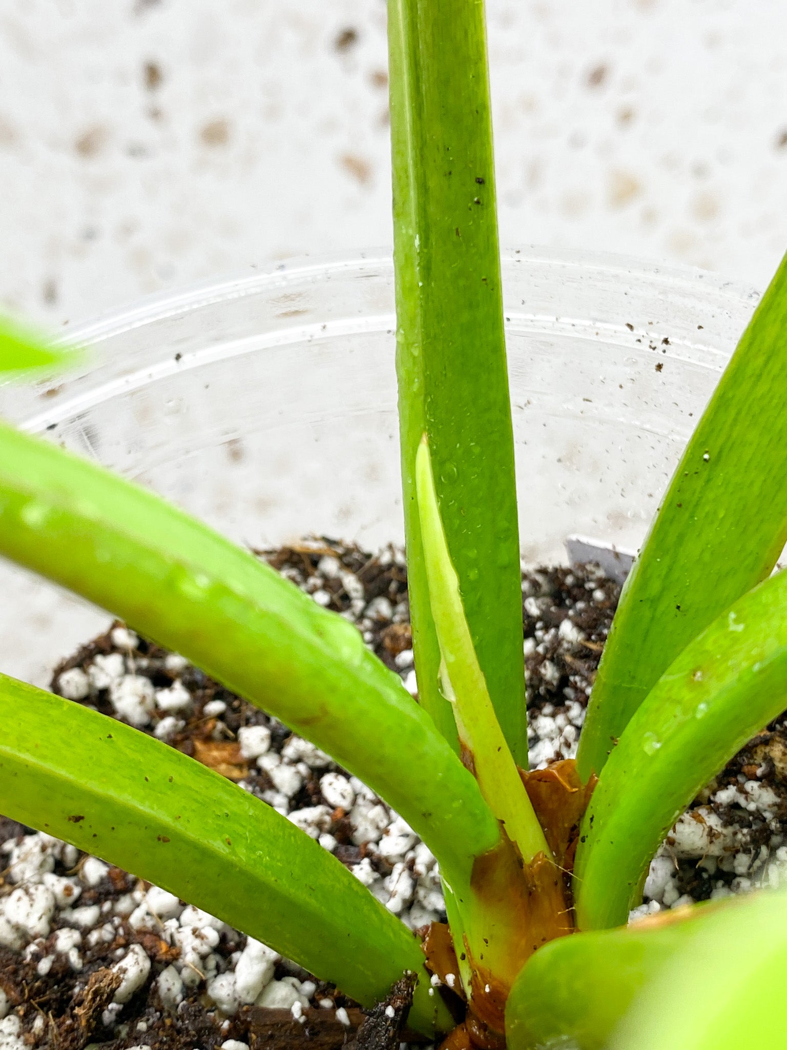 Unicorn: Philodendron Ruaysap Variegated 6 leaves 1 sprout top cutting (rooting)