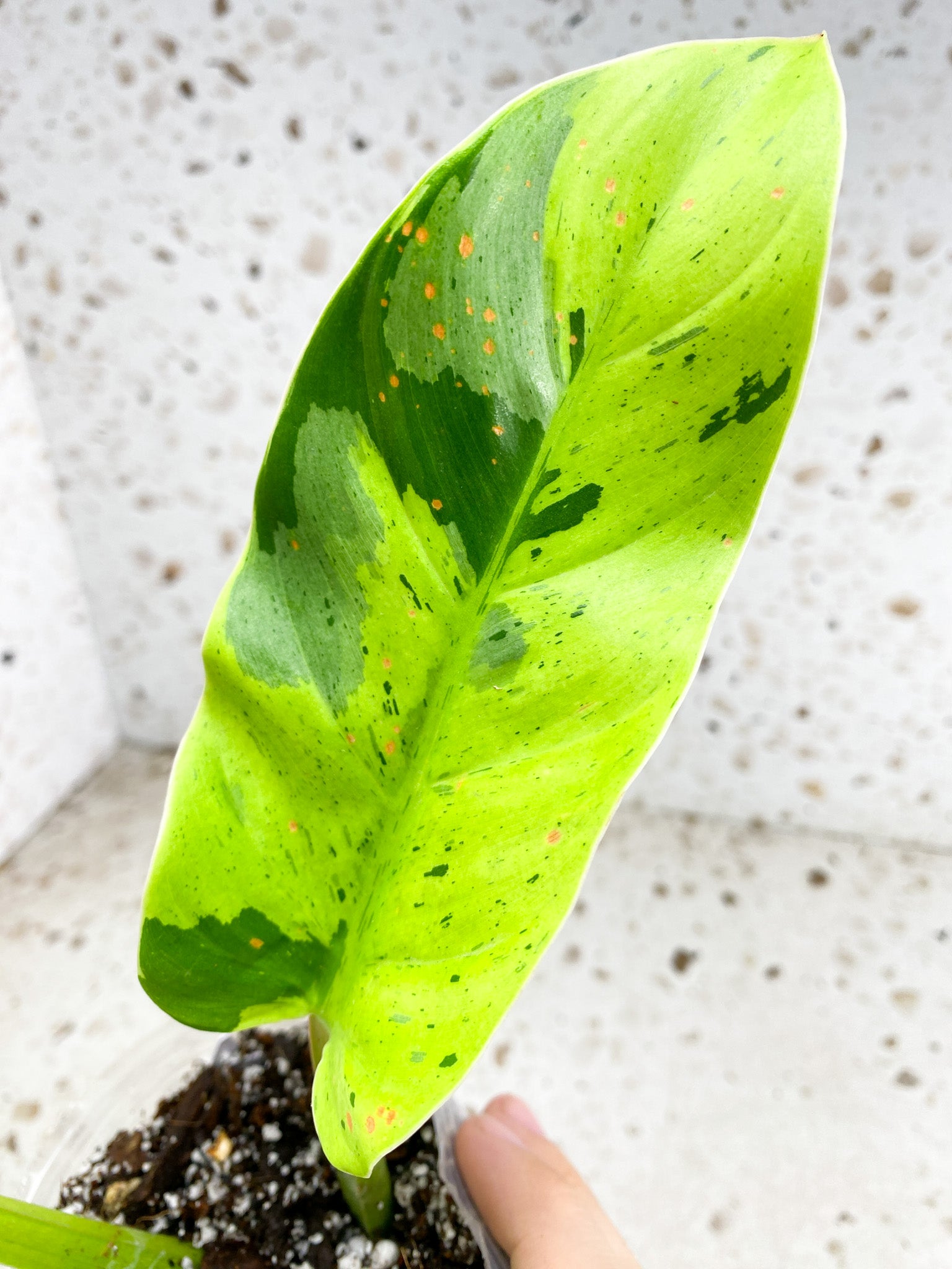 Unicorn: Philodendron Ruaysap Variegated 6 leaf top cutting highly variegated (rooting)