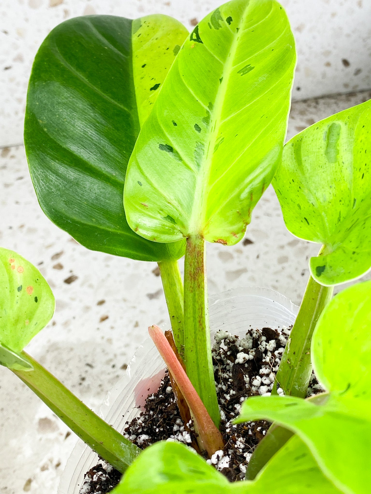 Unicorn: Philodendron Ruaysap Variegated 6 leaf top cutting highly variegated (rooting)