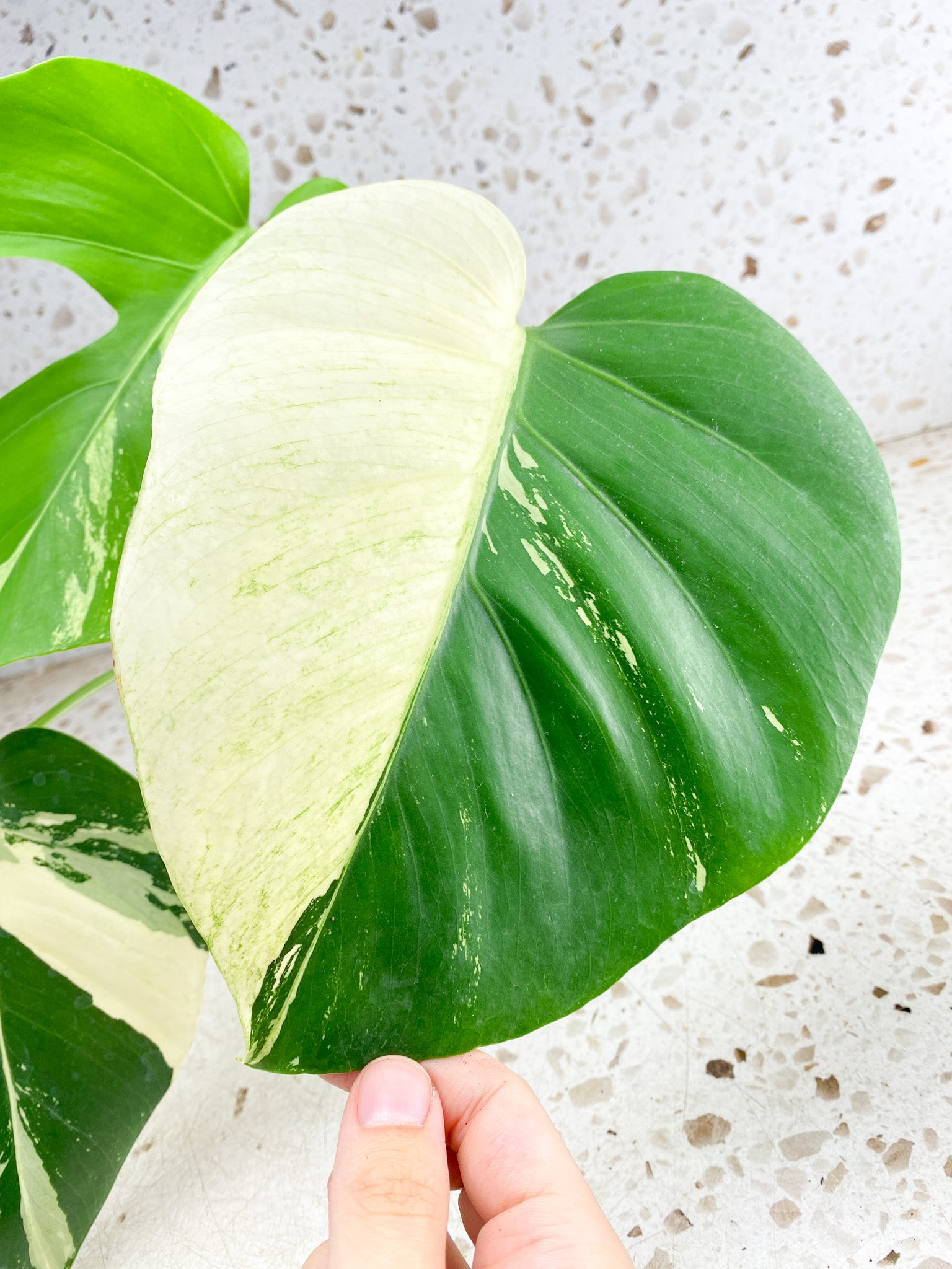 Unicorn: Monstera Mint NOID 3 leaf top cutting with new leaf coming soon (rooted)