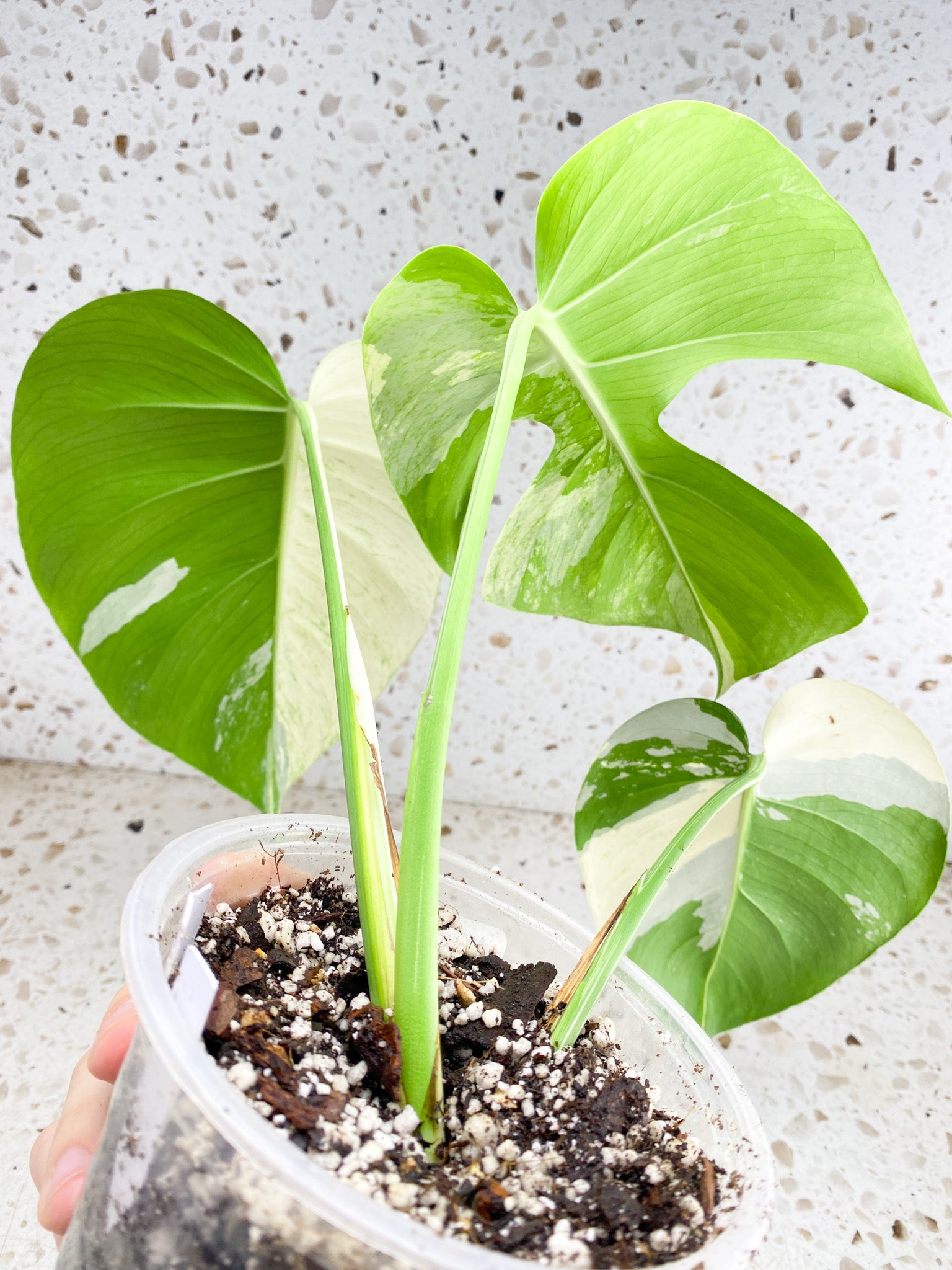 Unicorn: Monstera Mint NOID 3 leaf top cutting with new leaf coming soon (rooted)