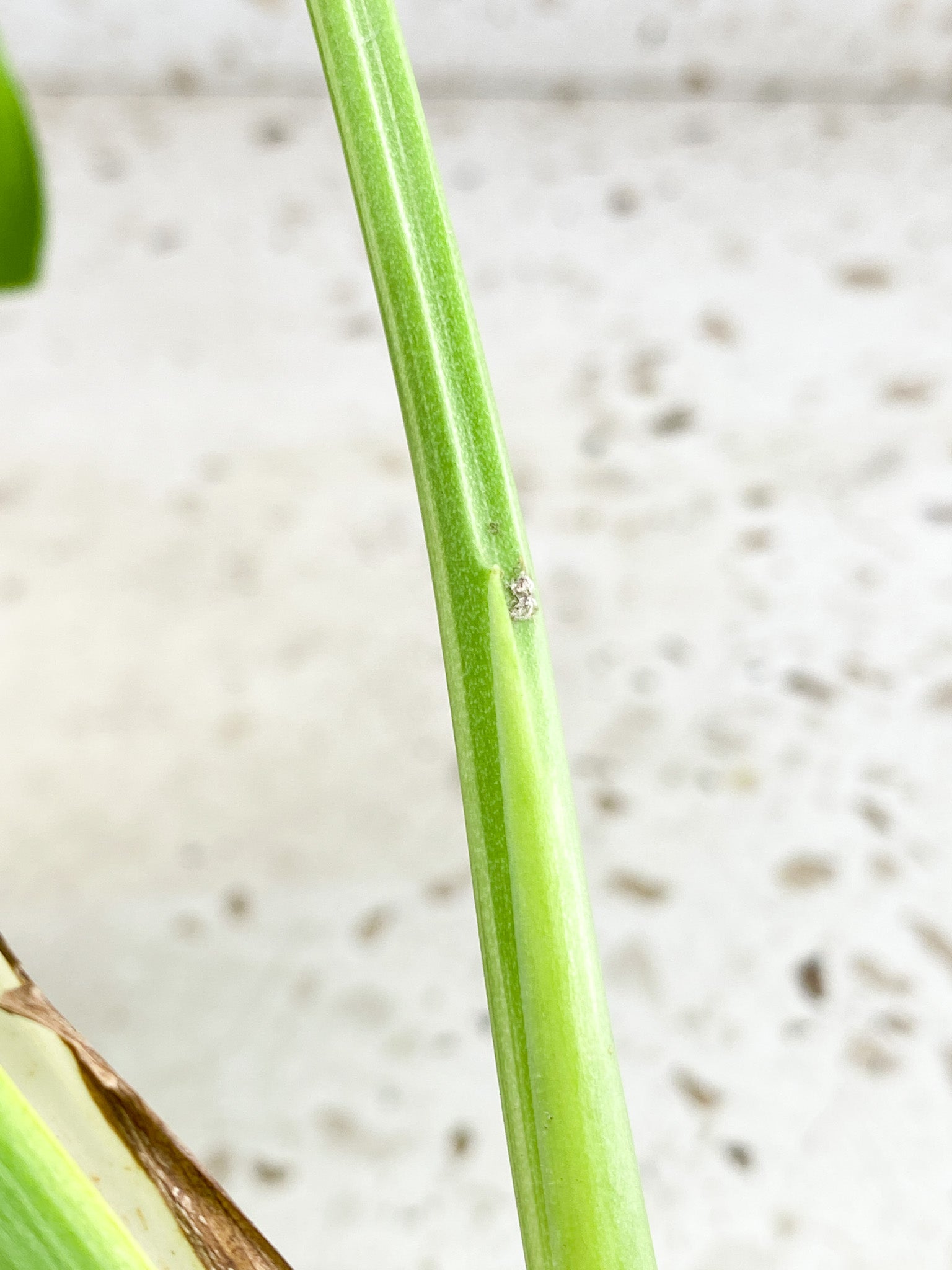 Unicorn: Monstera Mint NOID 3 leaf top cutting with new leaf coming soon (rooted)