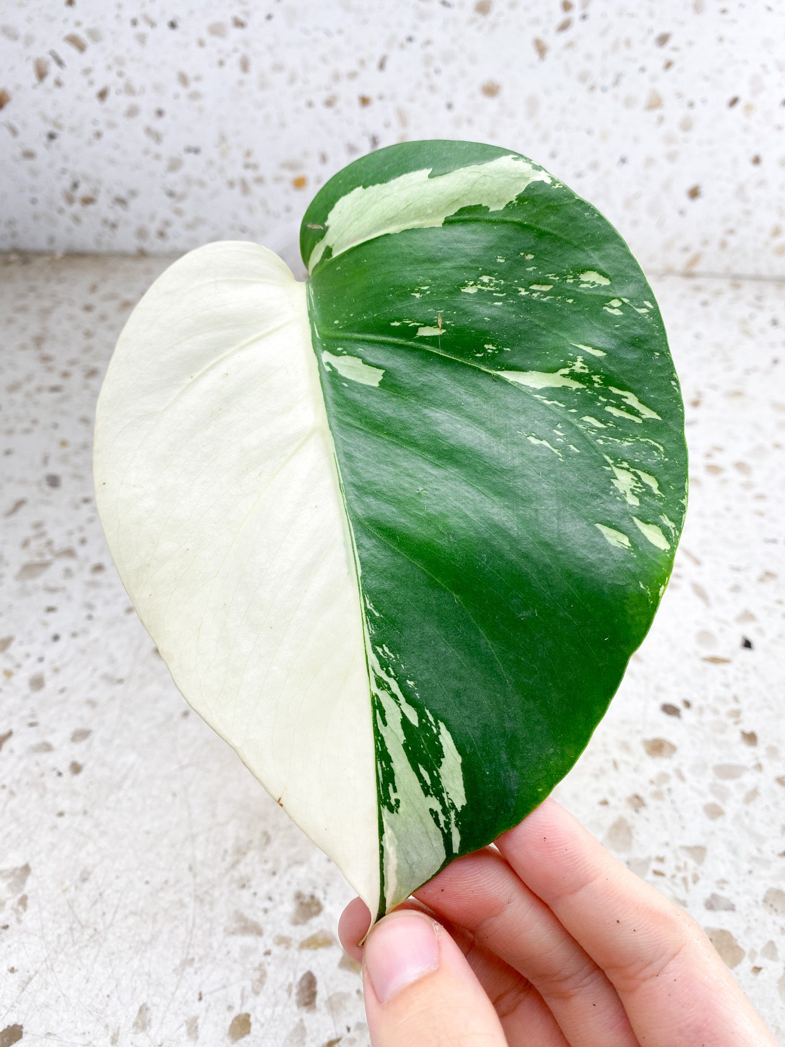 Unicorn: Monstera Mint NOID 1 leaf 1 node (rooted)