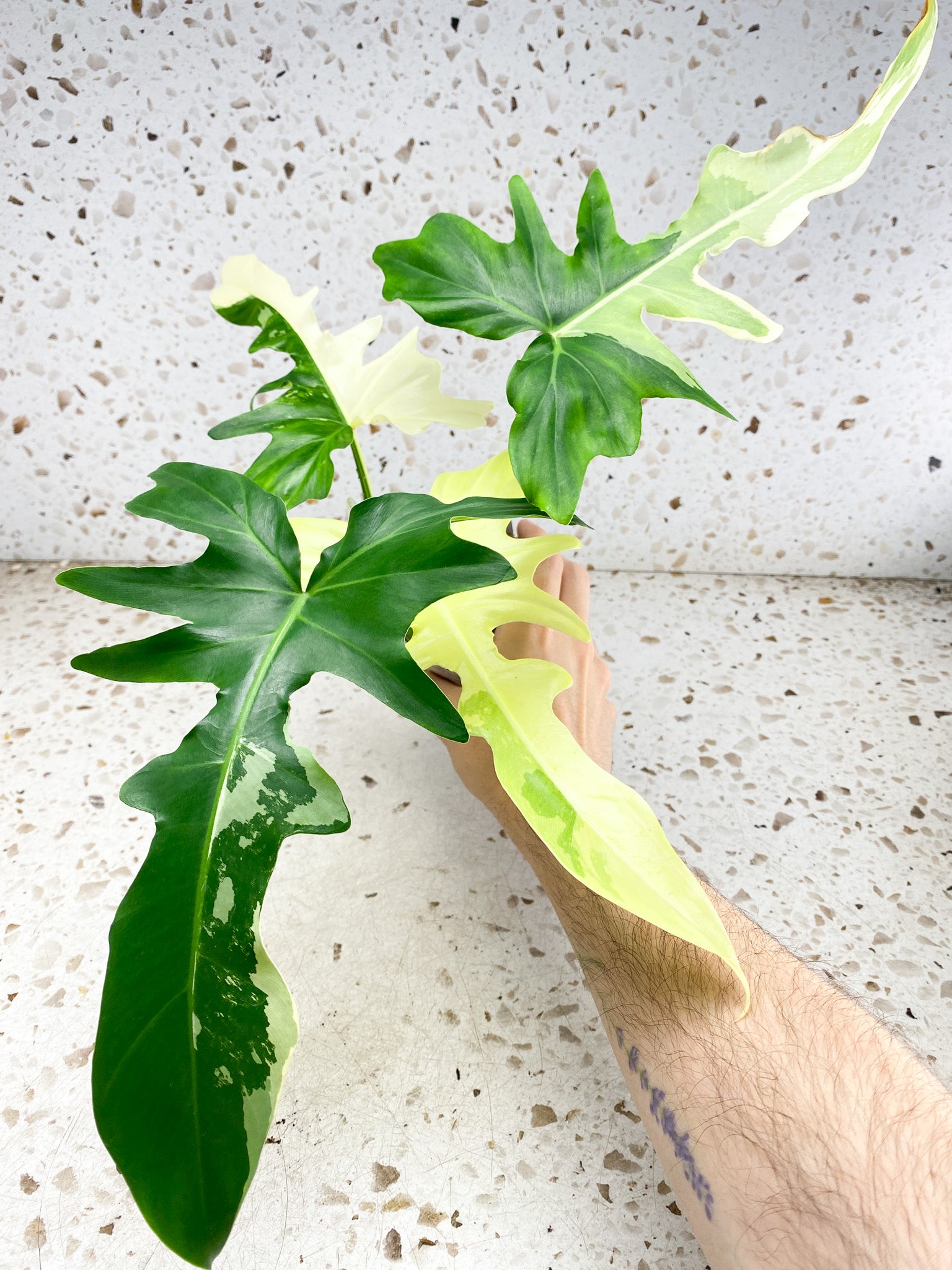 Unicorn: Philodendron Golden Dragon Variegated 4 leaves 1 sprout top cutting (rooting)