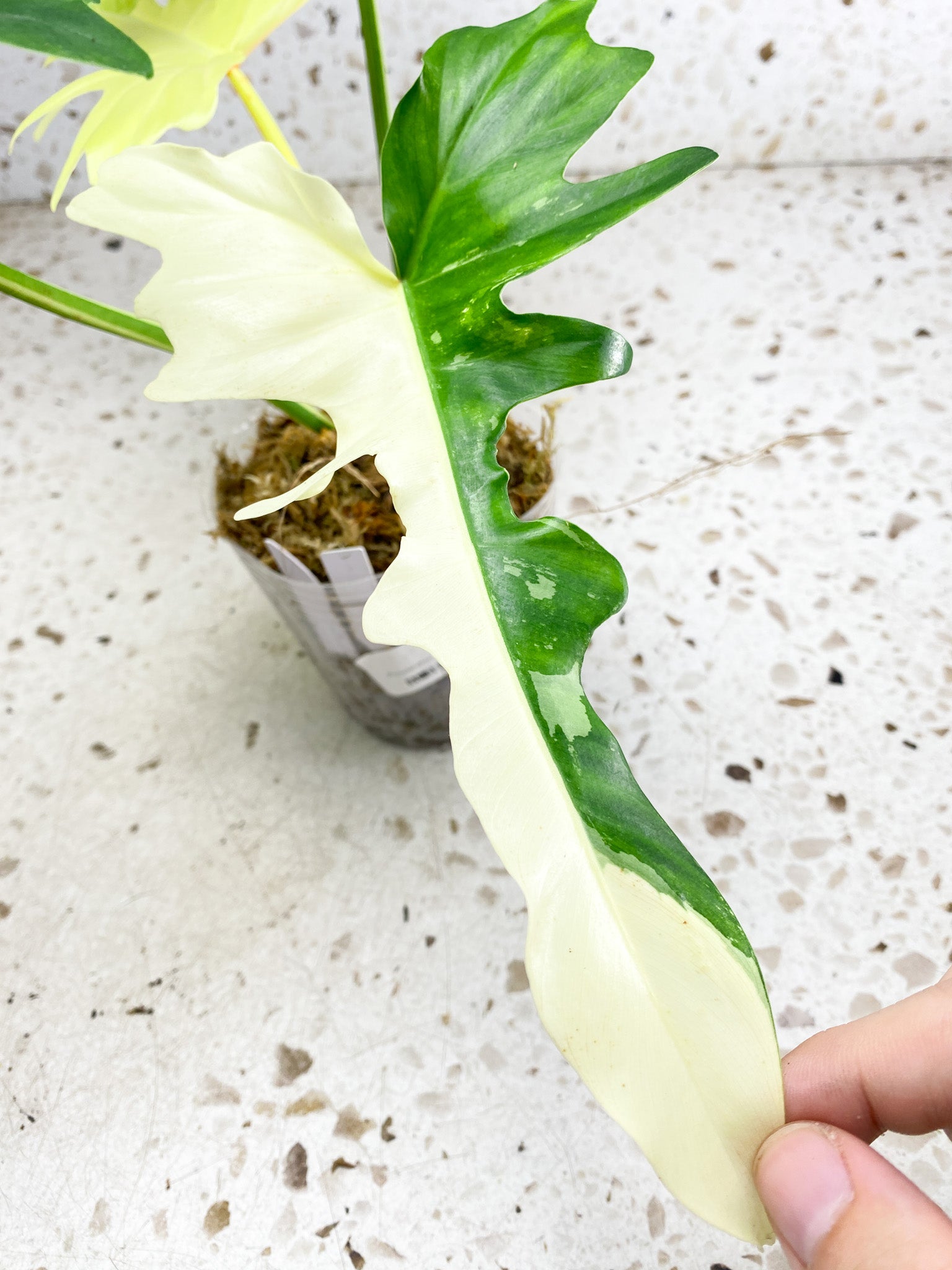 Unicorn: Philodendron Golden Dragon Variegated 4 leaves 1 sprout top cutting (rooting)