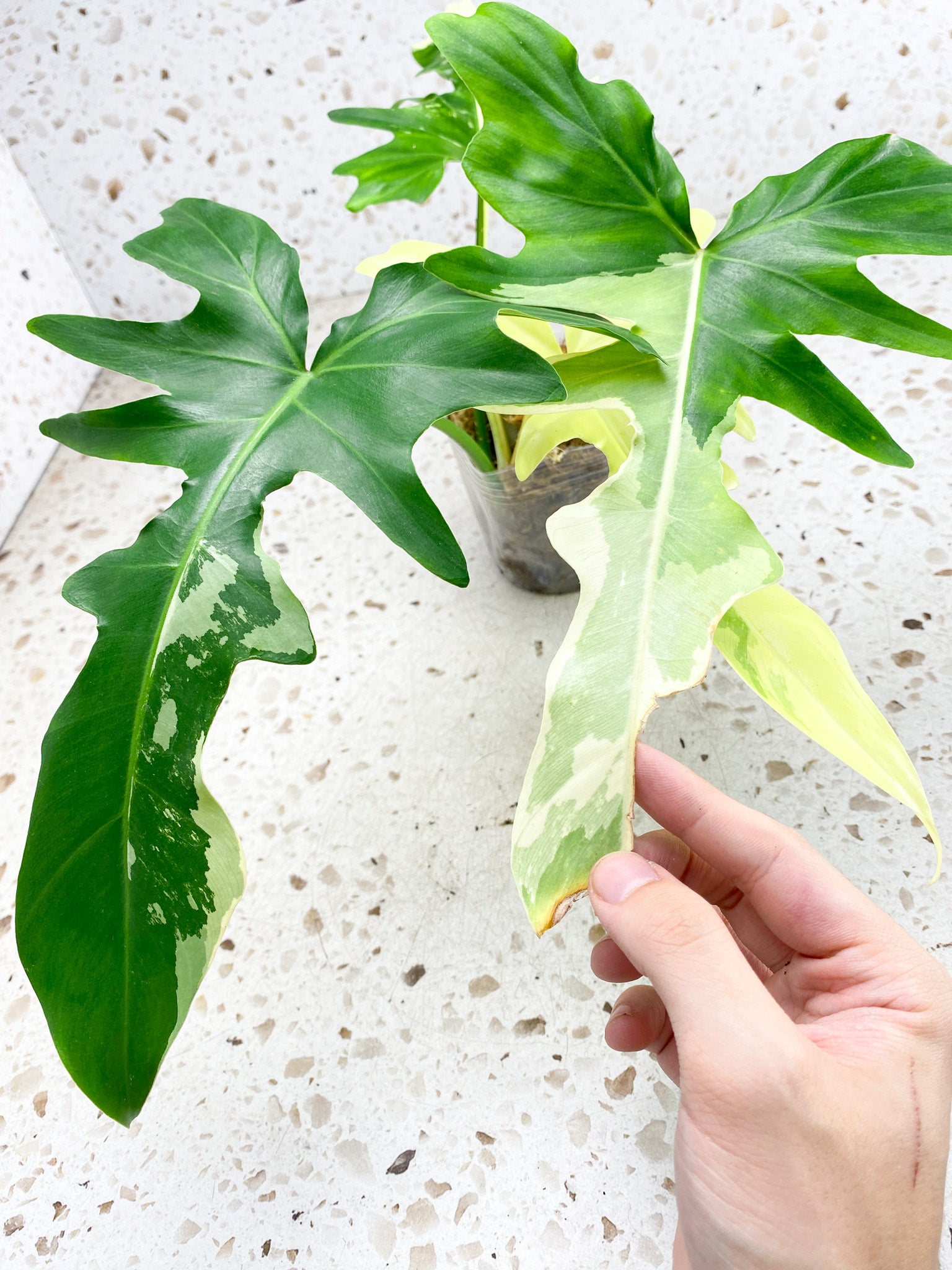 Unicorn: Philodendron Golden Dragon Variegated 4 leaves 1 sprout top cutting (rooting)