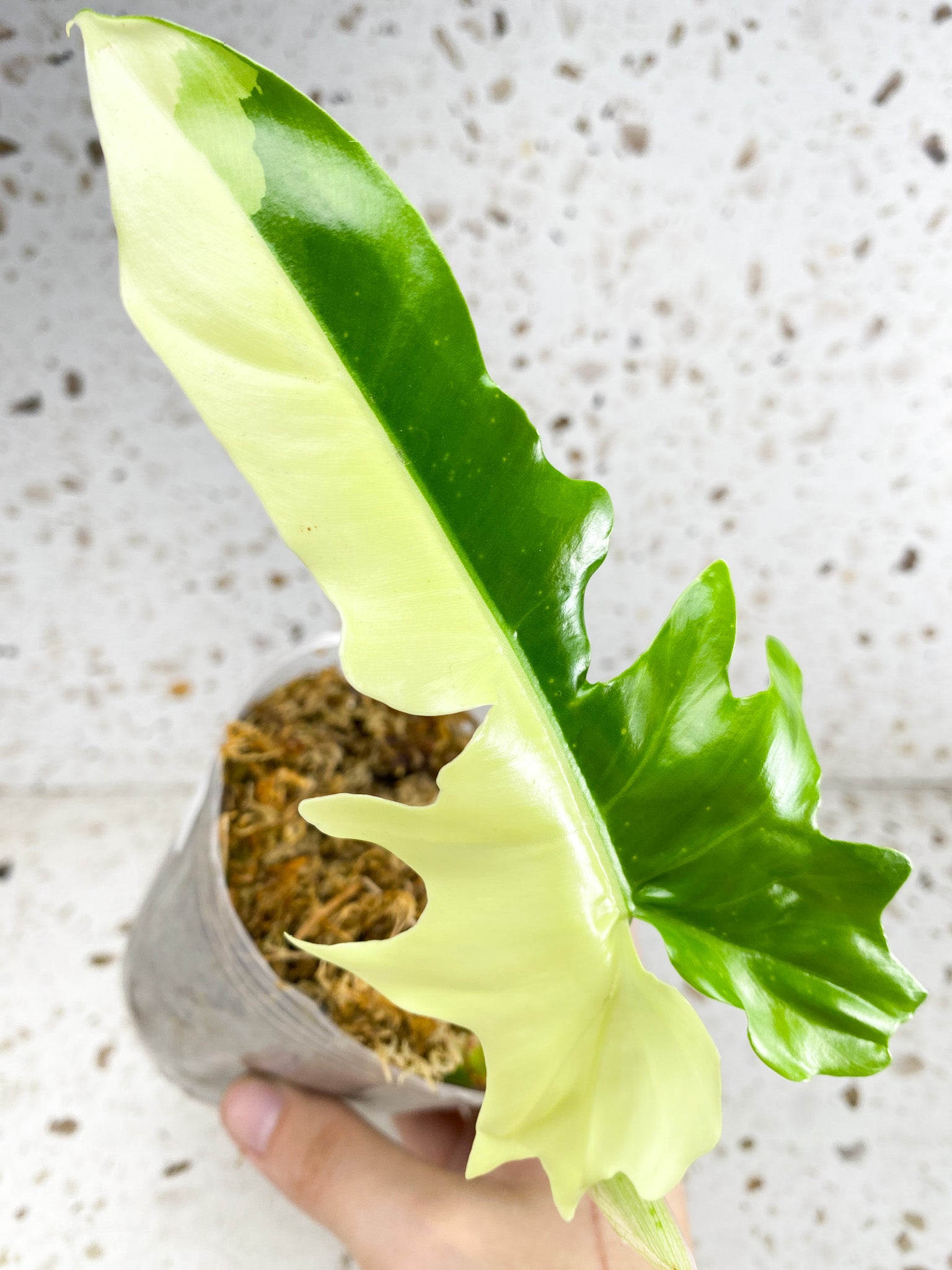 Unicorn: Philodendron Golden Dragon variegated 1 leaf 1 sprout Top Cutting Rooting