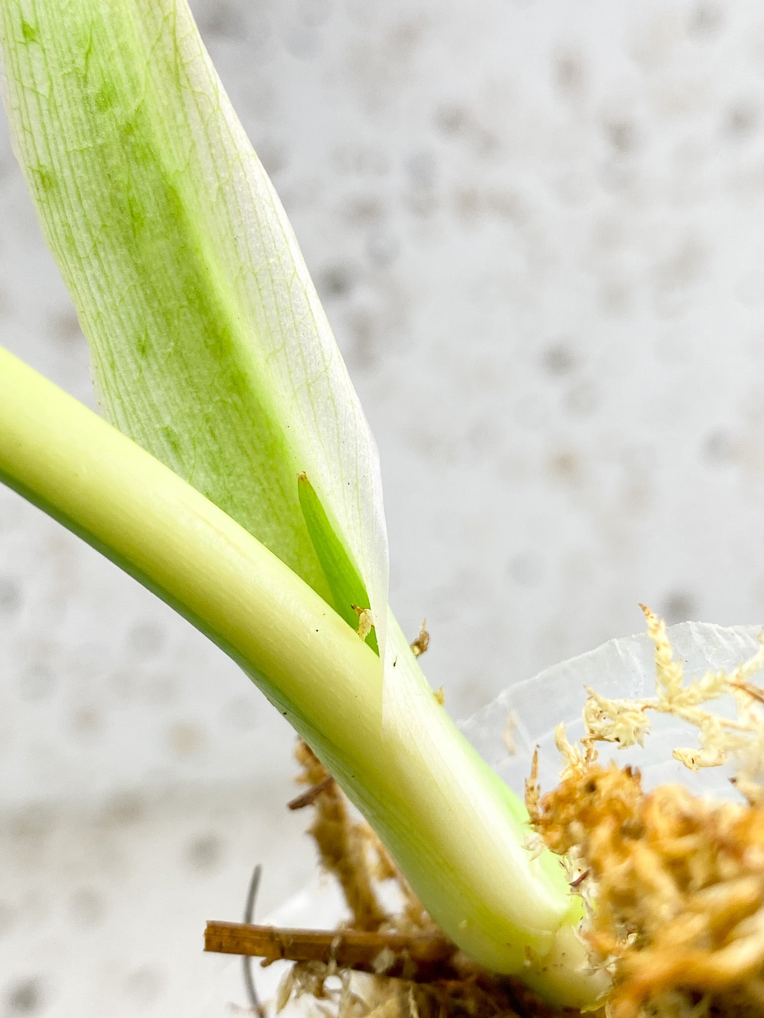 Unicorn: Philodendron Golden Dragon variegated 1 leaf 1 sprout Top Cutting Rooting