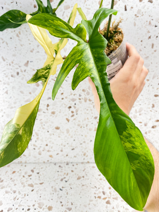 Philodendron Florida Beauty 4 leaf top cutting