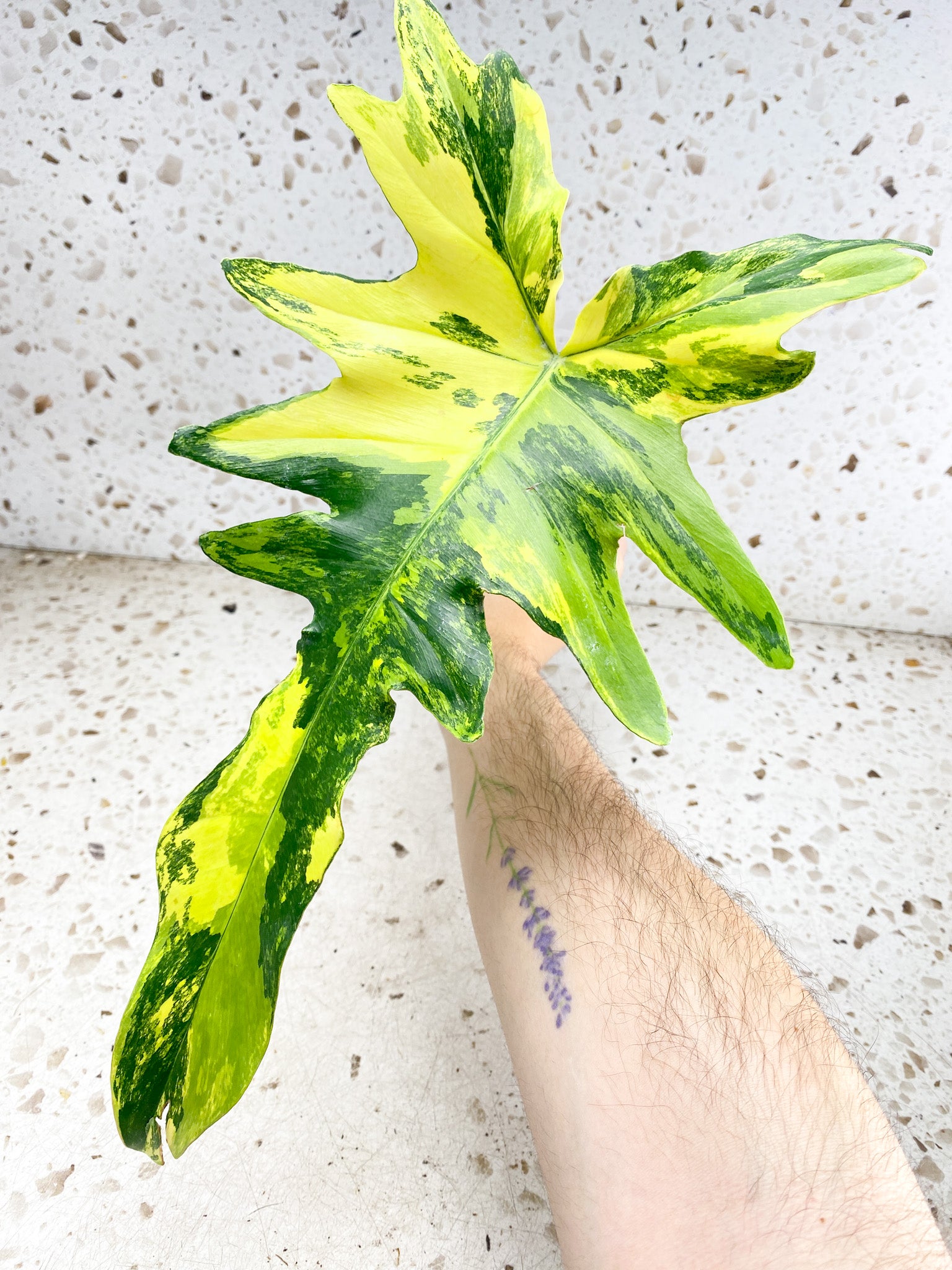 Unicorn: Philodendron Flordia Beauty X Mayoi  1 big leaf 1 sprout Top Cutting Rooting