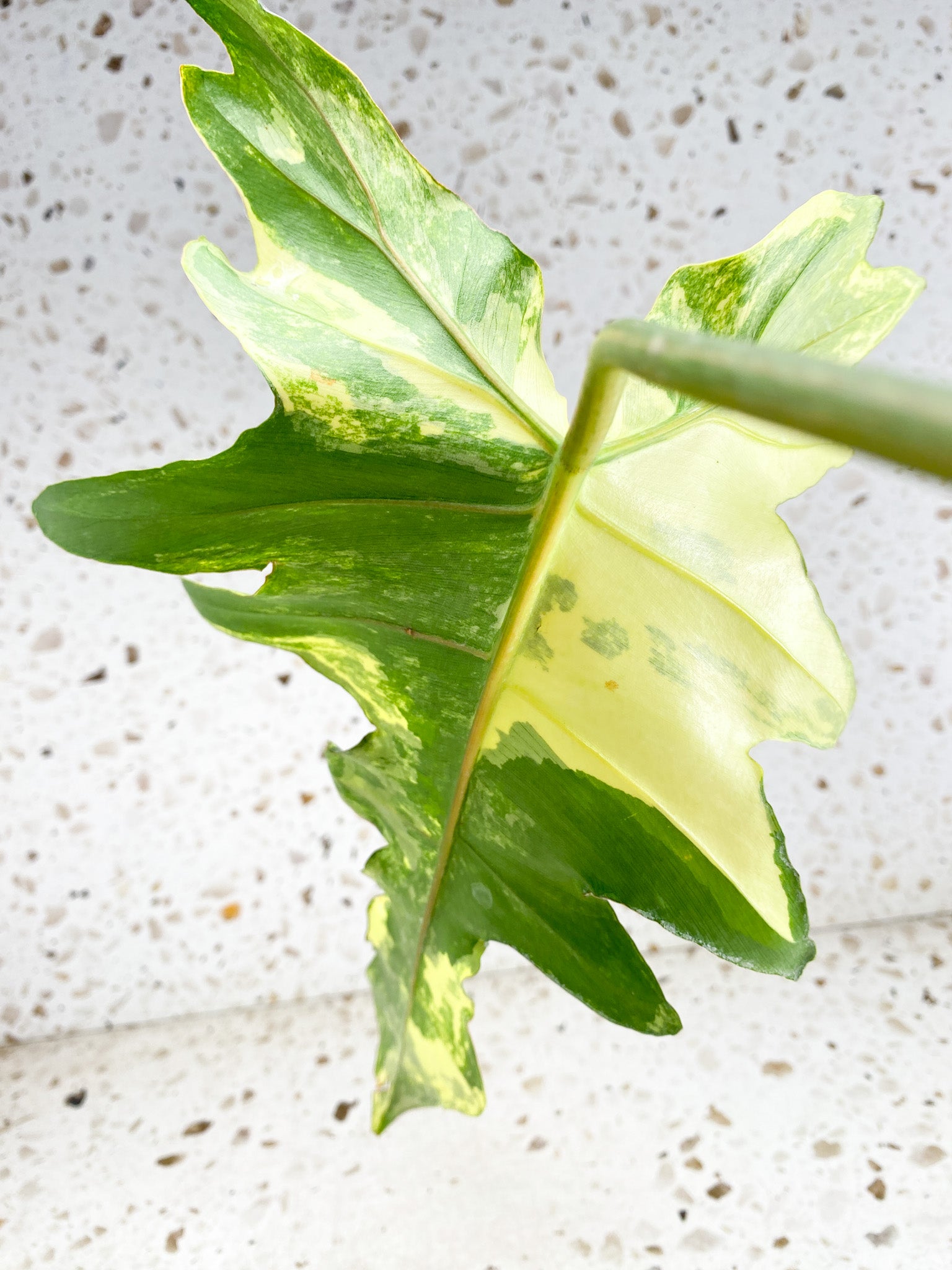 Unicorn: Philodendron Flordia Beauty X Mayoi  1 big leaf 1 sprout Top Cutting Rooting