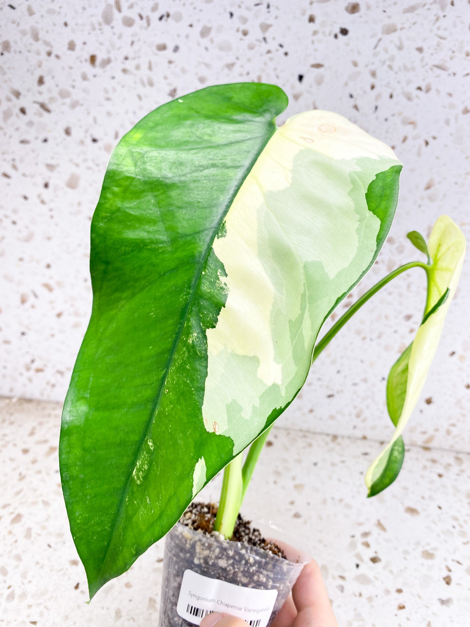 Syngopnium Chiapense Variegated 2 leaves 1 top sprout (slightly rooted)