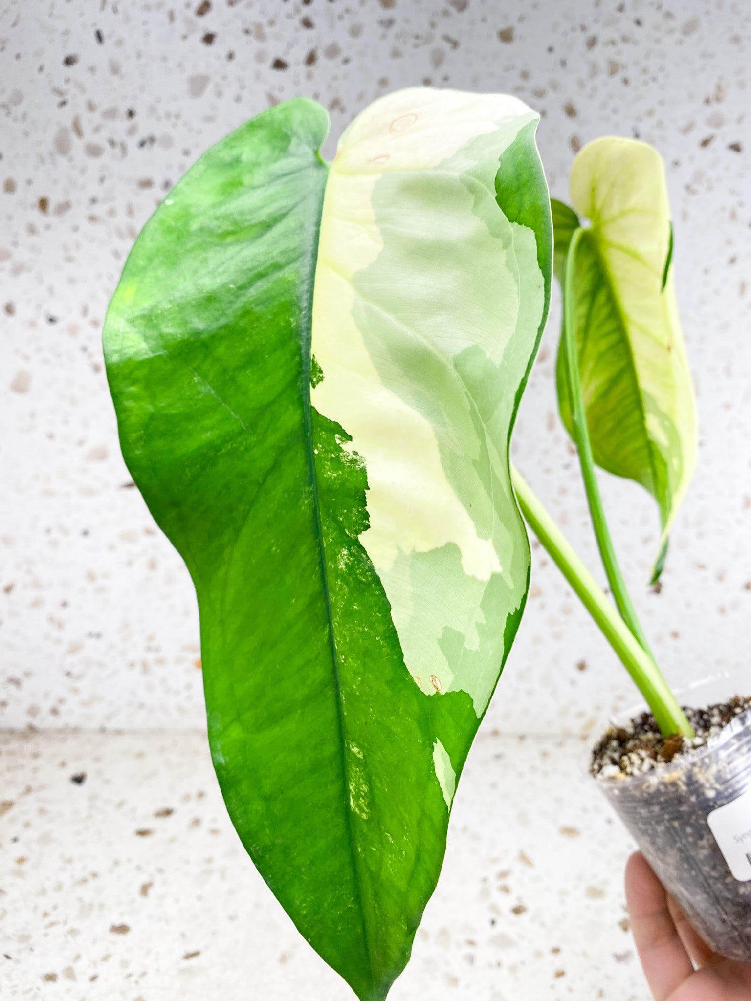 Syngopnium Chiapense Variegated 2 leaves 1 top sprout (slightly rooted)