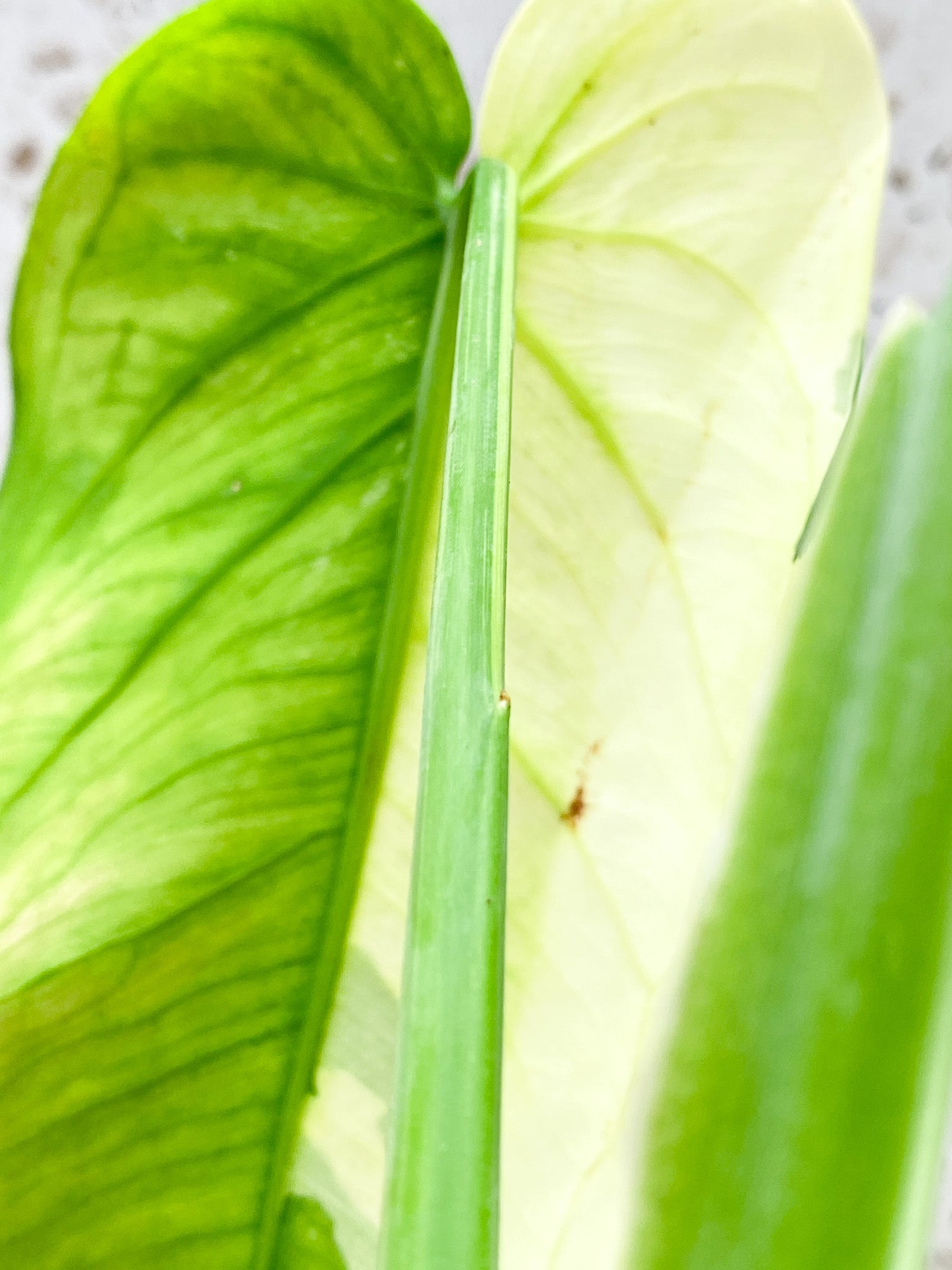 Syngopnium Chiapense Variegated 2 leaves 1 top sprout (slightly rooted)