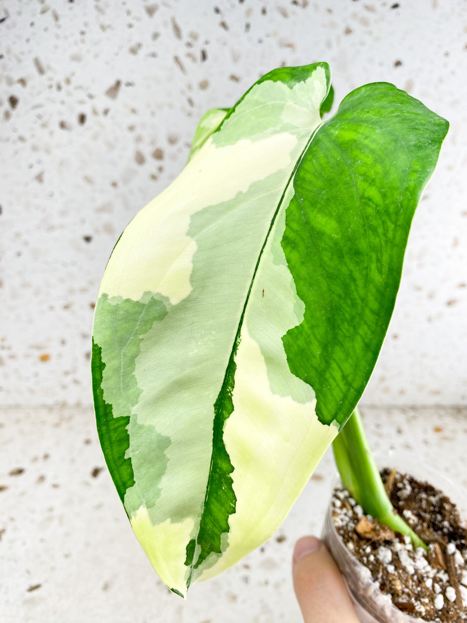 Syngopnium Chiapense Variegated 2 leaves 1 top sprout top cutting highly variegated (slightly rooted)