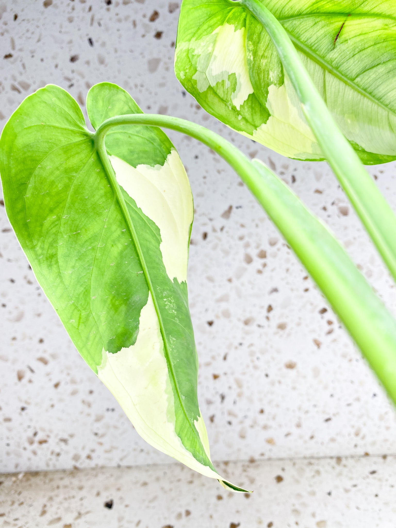 Syngopnium Chiapense Variegated 2 leaves 1 top sprout top cutting highly variegated (slightly rooted)