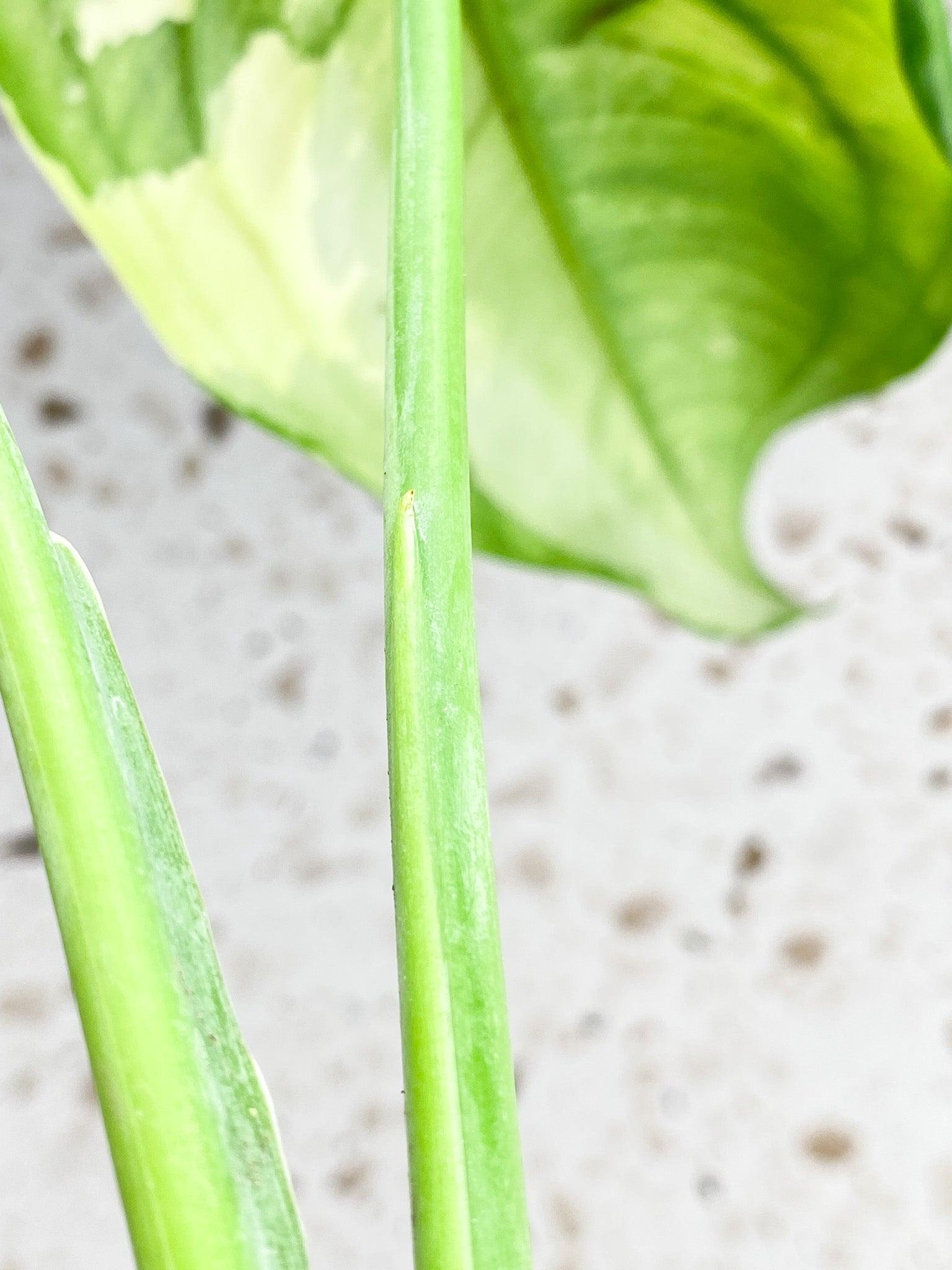 Syngopnium Chiapense Variegated 2 leaves 1 top sprout top cutting highly variegated (slightly rooted)