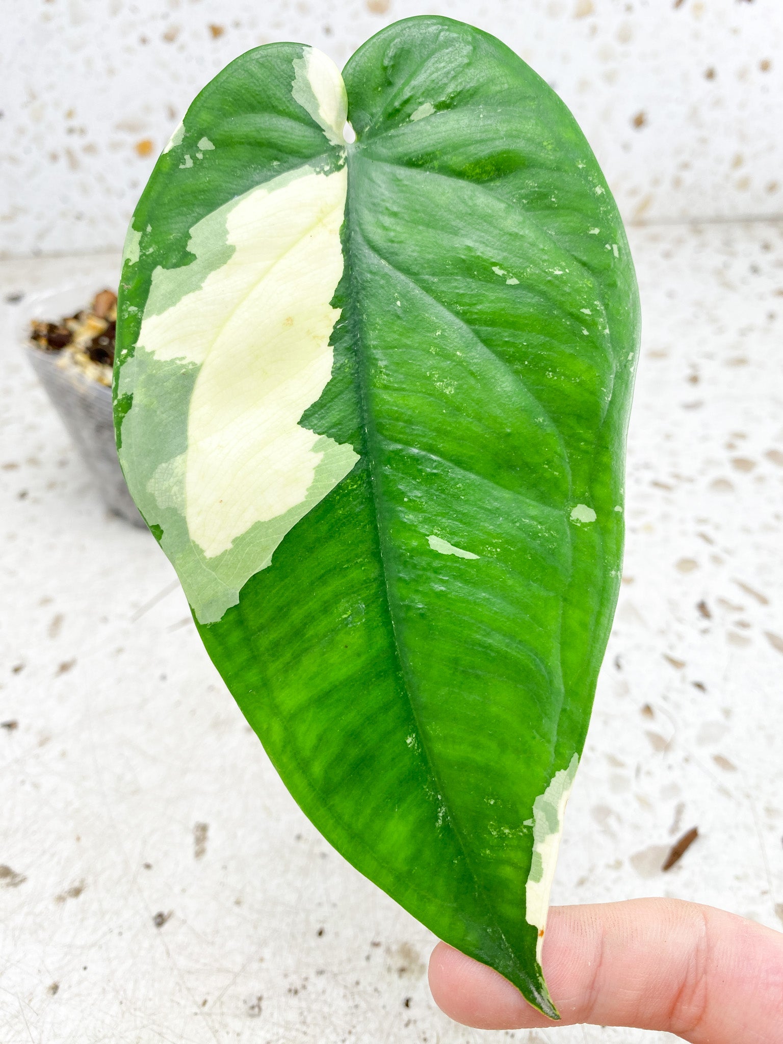 Syngopnium Chiapense Variegated  1 leaf 1 growing bud Slightly Rooted