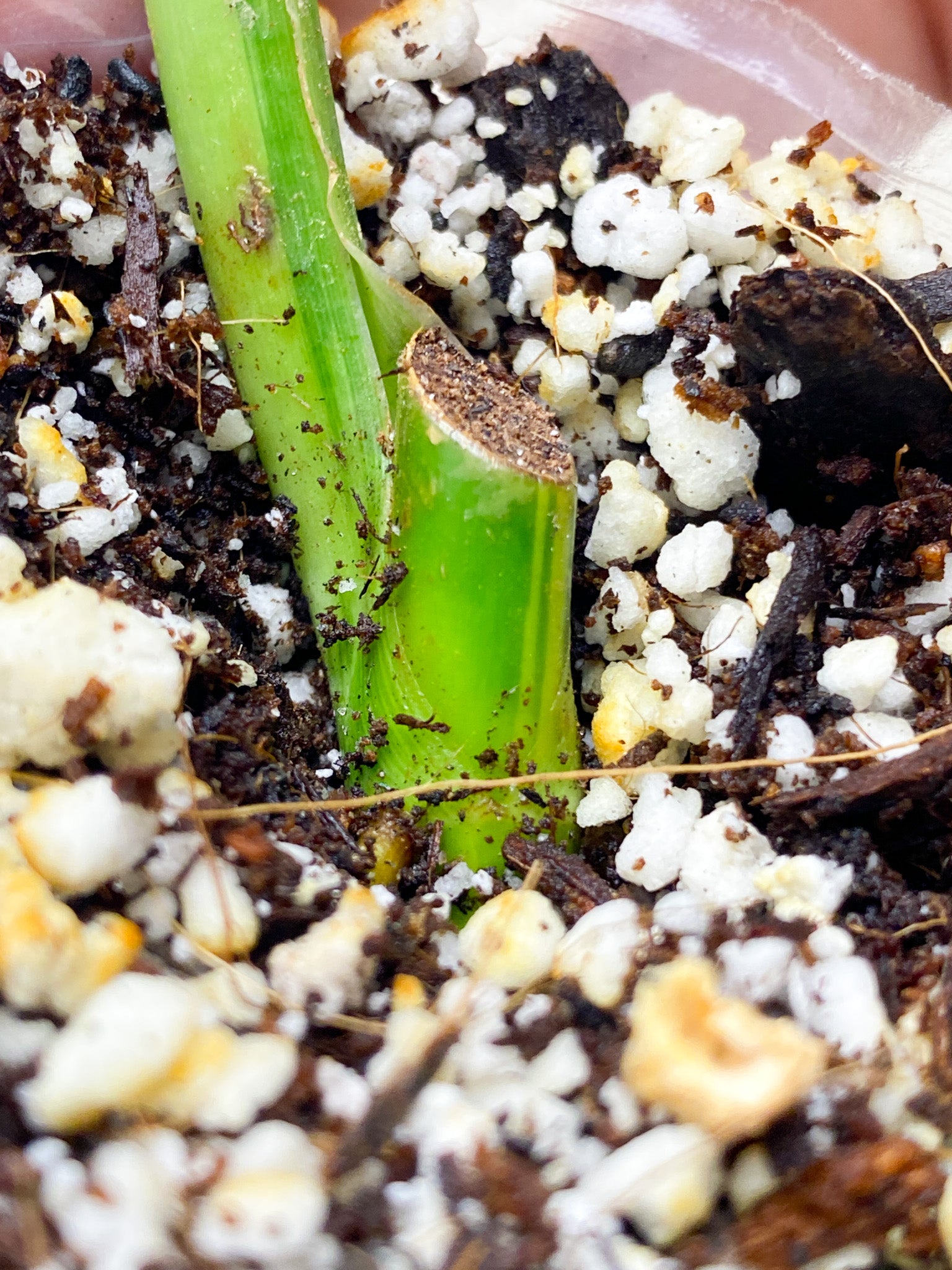 Syngopnium Chiapense Variegated  1 leaf 1 growing bud Slightly Rooted