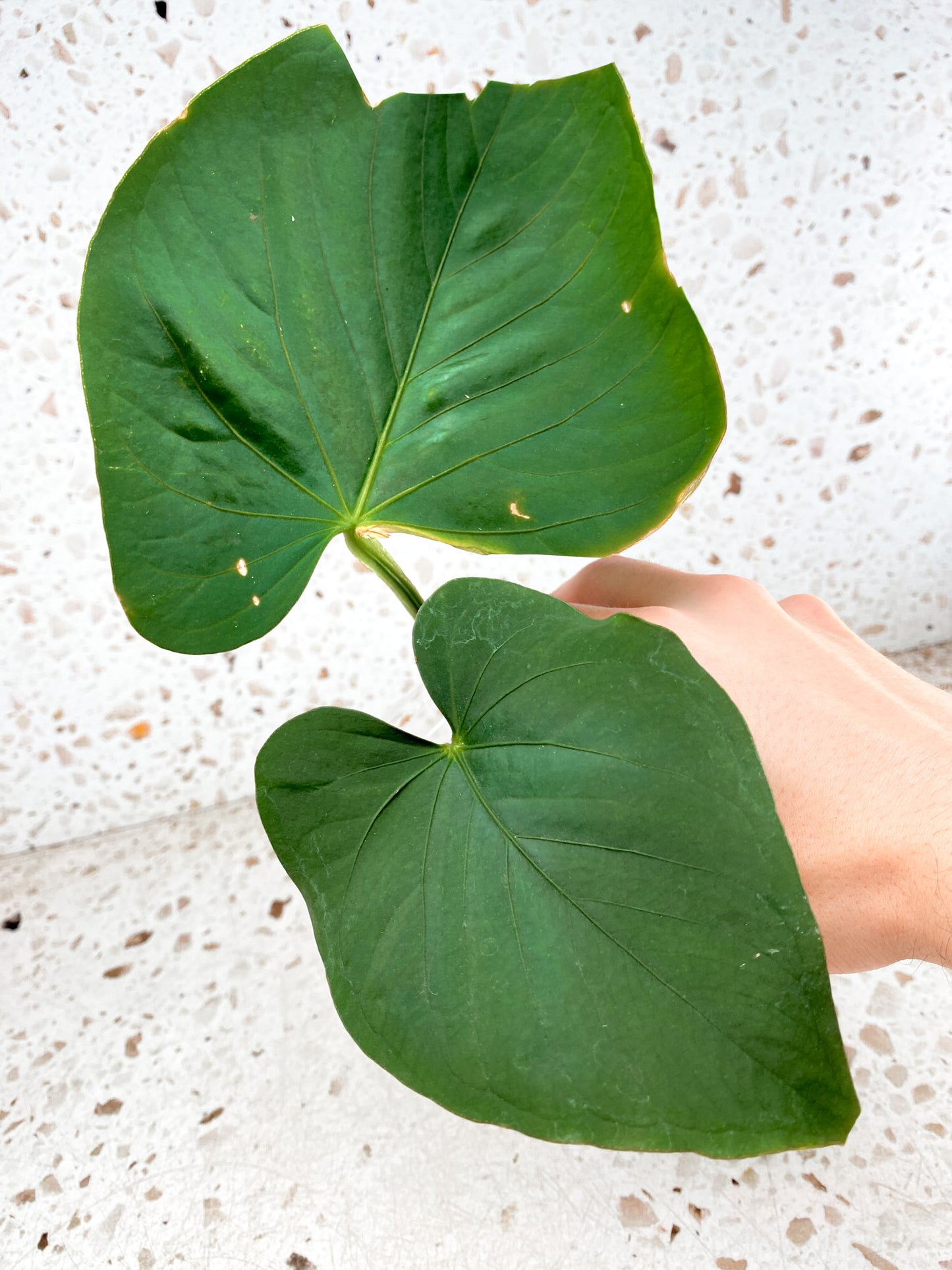 Anthurium Kunayalense 2 leaves 1 sprout (slightly rooted)