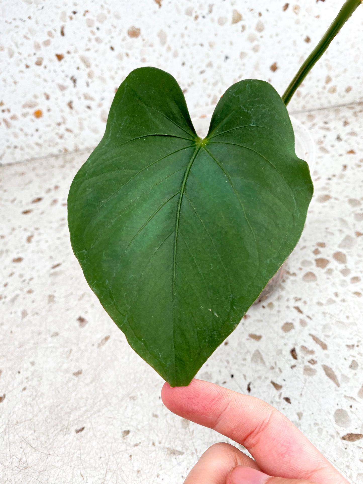 Anthurium Kunayalense 2 leaves 1 sprout (slightly rooted)