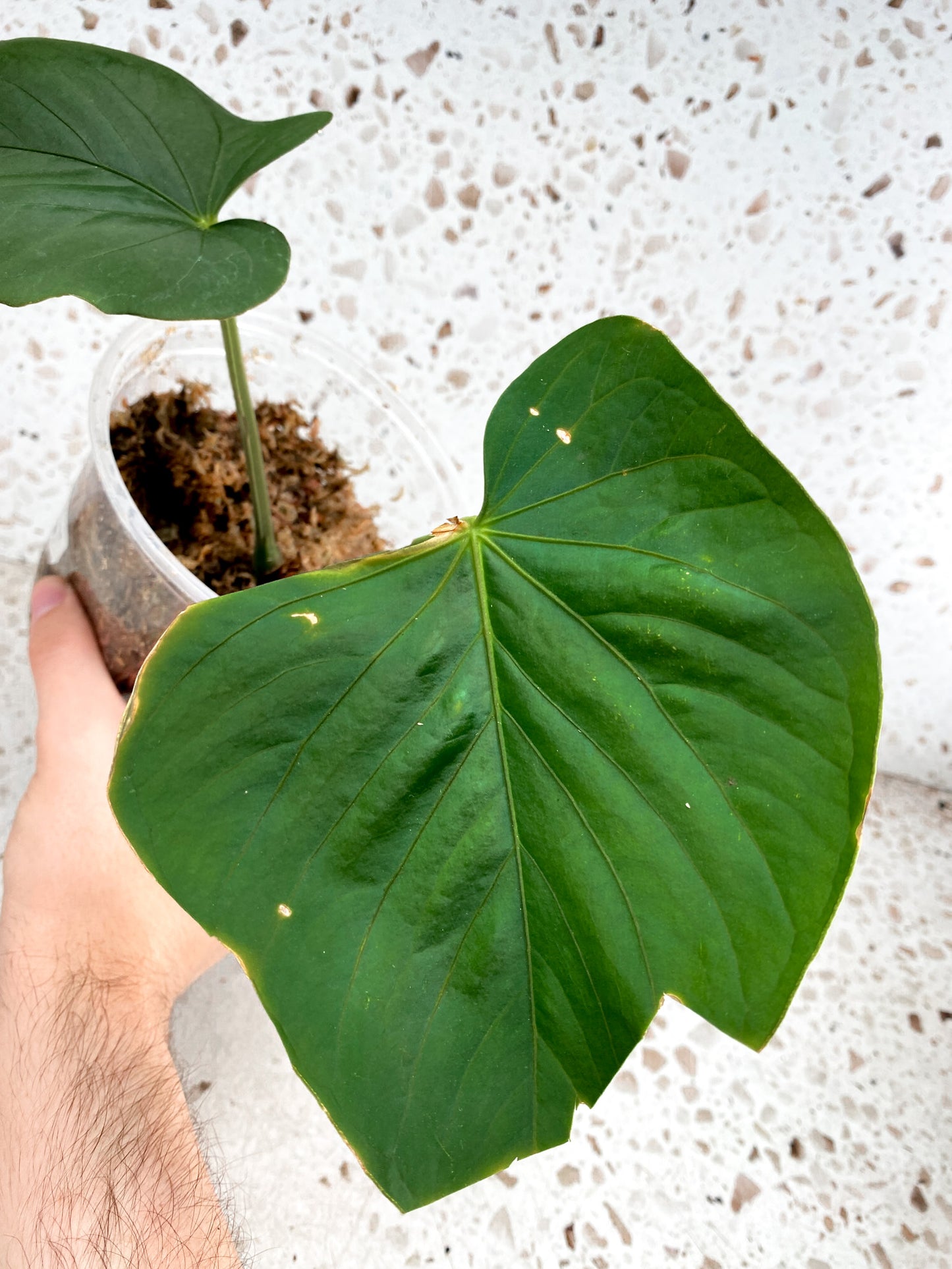 Anthurium Kunayalense 2 leaves 1 sprout (slightly rooted)