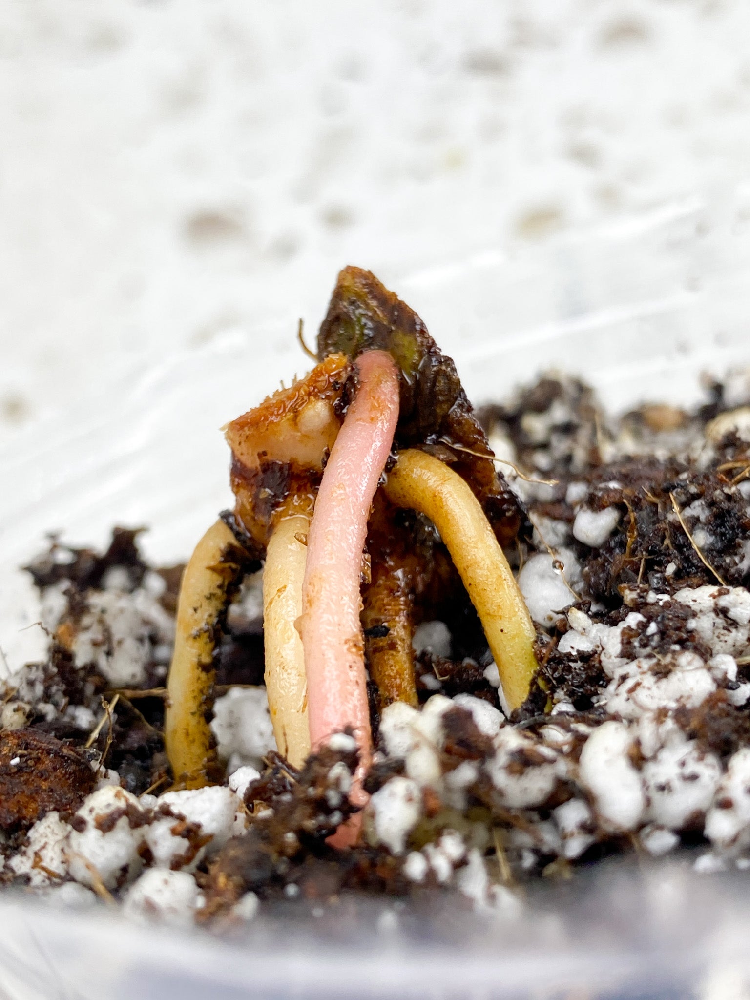 Anthurium Kunayalense node 1 growing bud Slightly Rooted