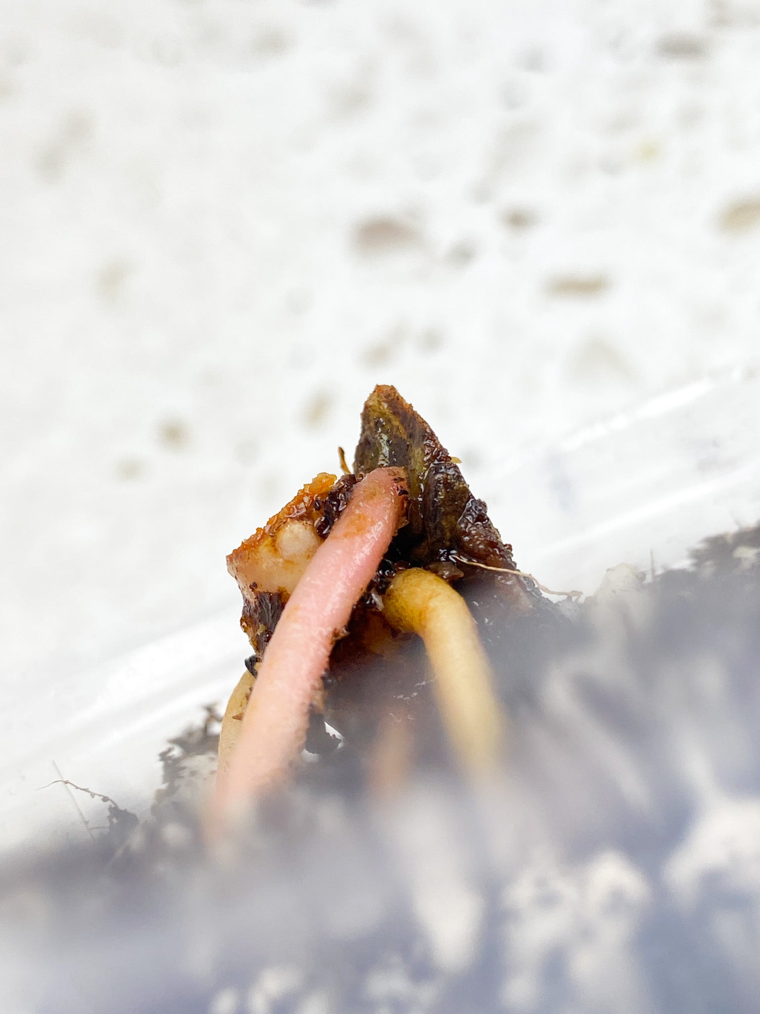 Anthurium Kunayalense node 1 growing bud Slightly Rooted