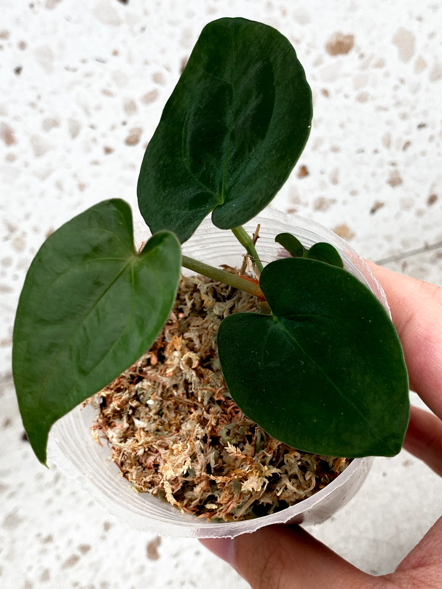 Anthurium Papillilaminum Long and Bullet 3 leaves