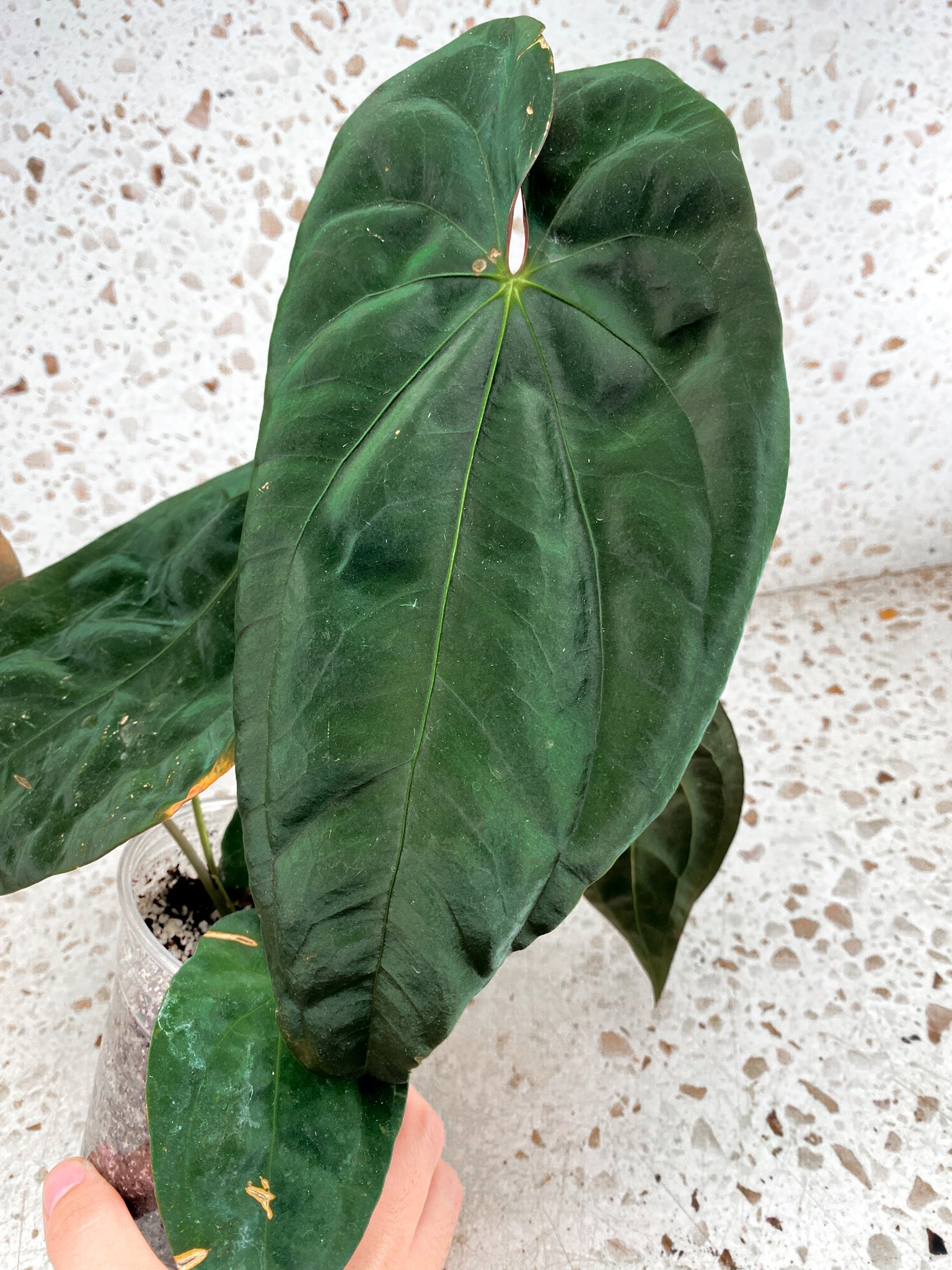 Anthurium Papillilaminum x Dressleri multiple leaves Mother plant ...