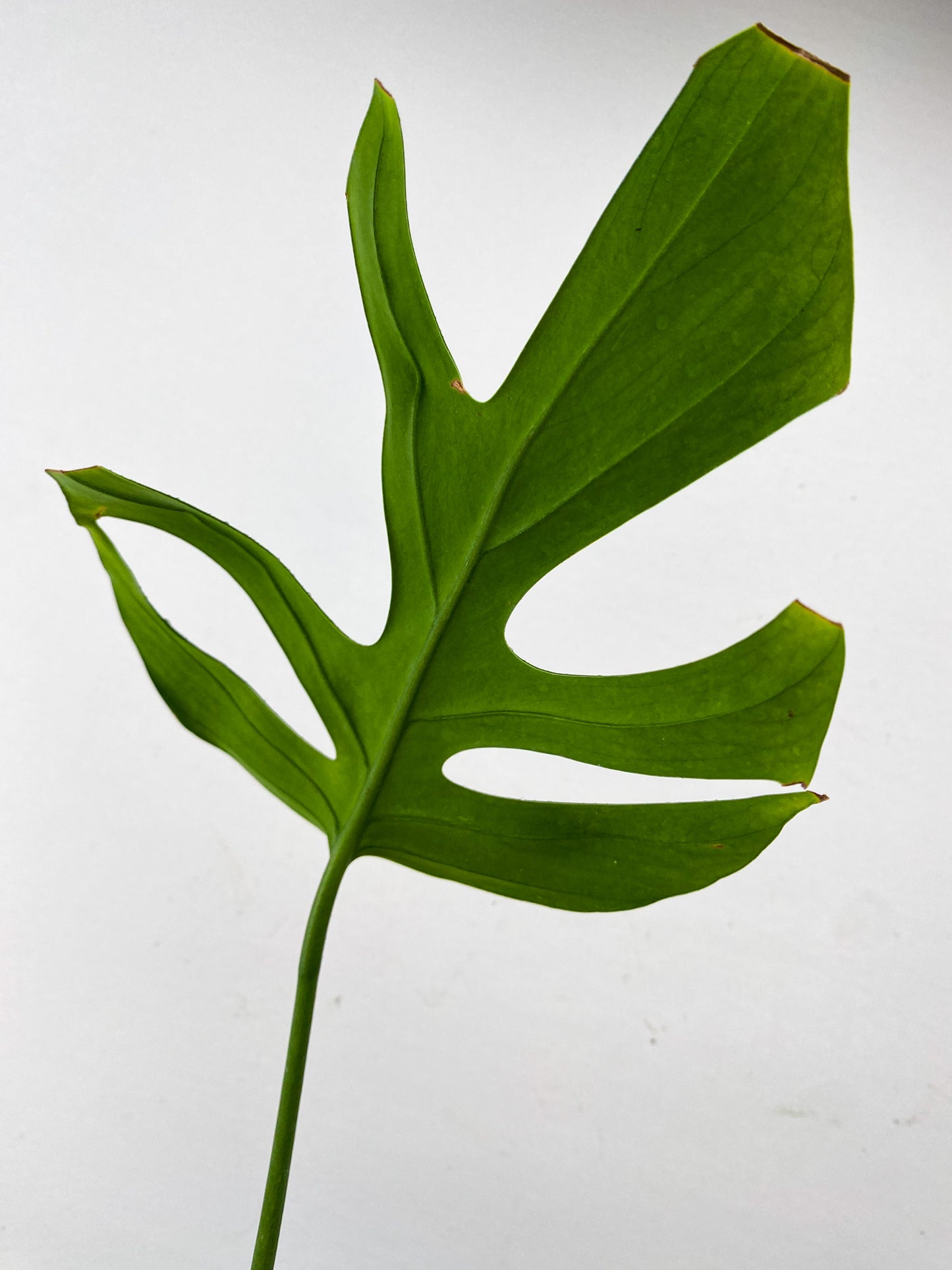 Rhaphidophora Sp. Flame 1 leaf