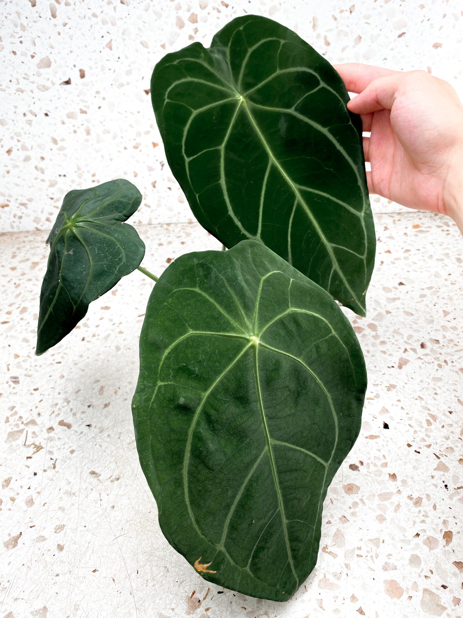 US SELLER - 3 Anthurium Magni verde x outlets dark forgetii ( seedlings pictured )