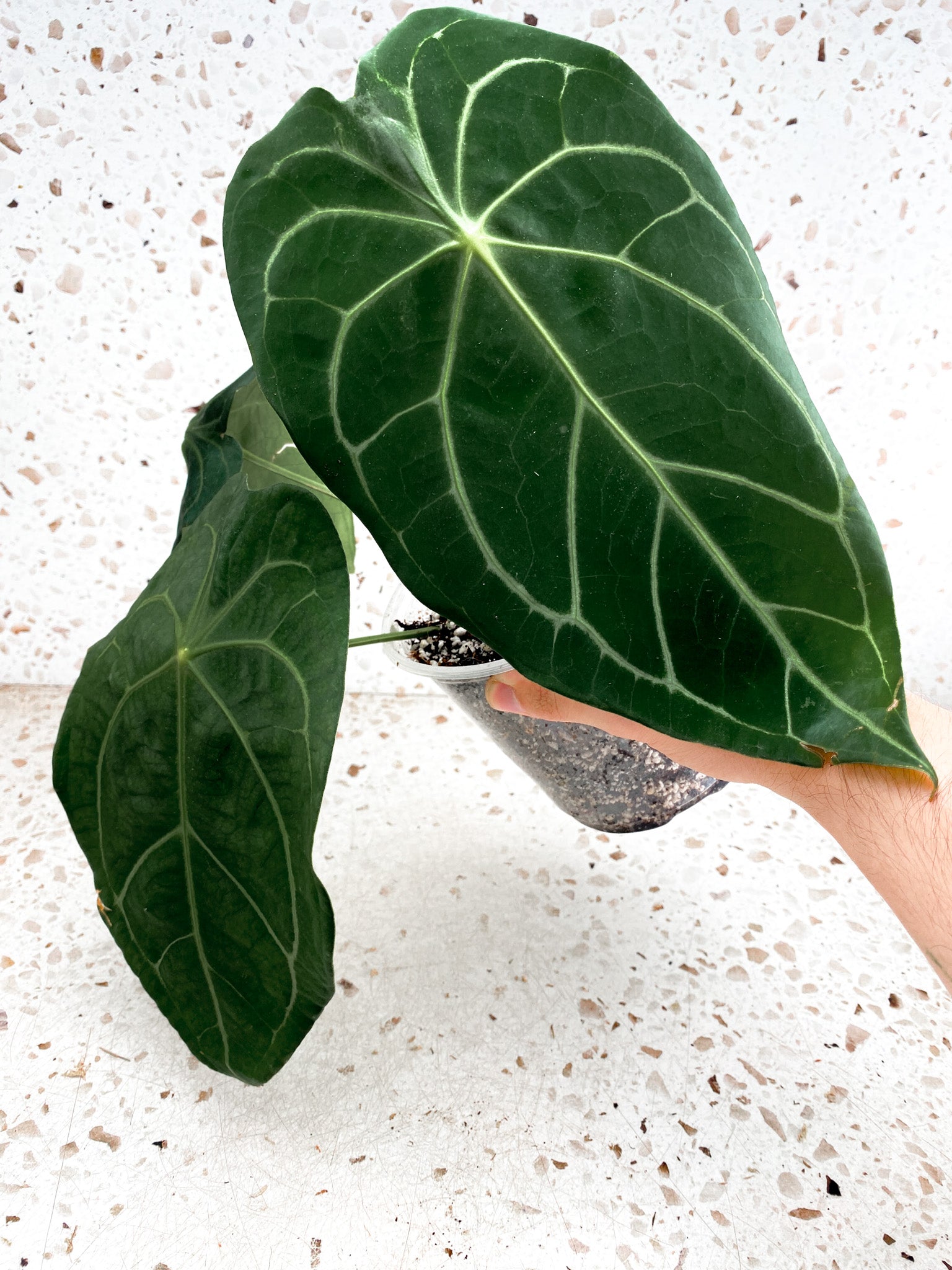 US SELLER - 3 Anthurium Magni verde x outlets dark forgetii ( seedlings pictured )