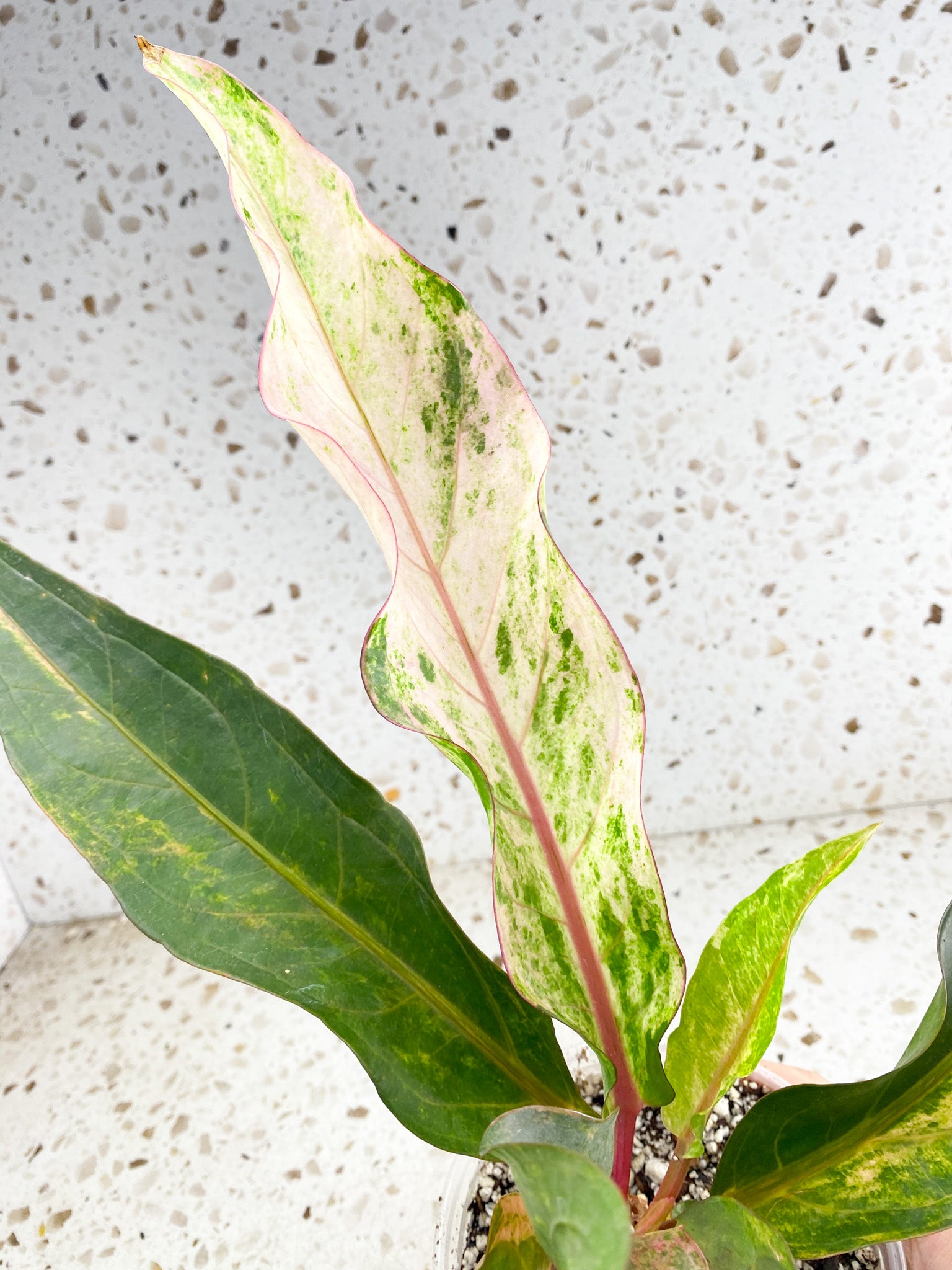 Unicorn: Anthurium Renaissance Pink variegated multiple leaves top cutting (rooting)