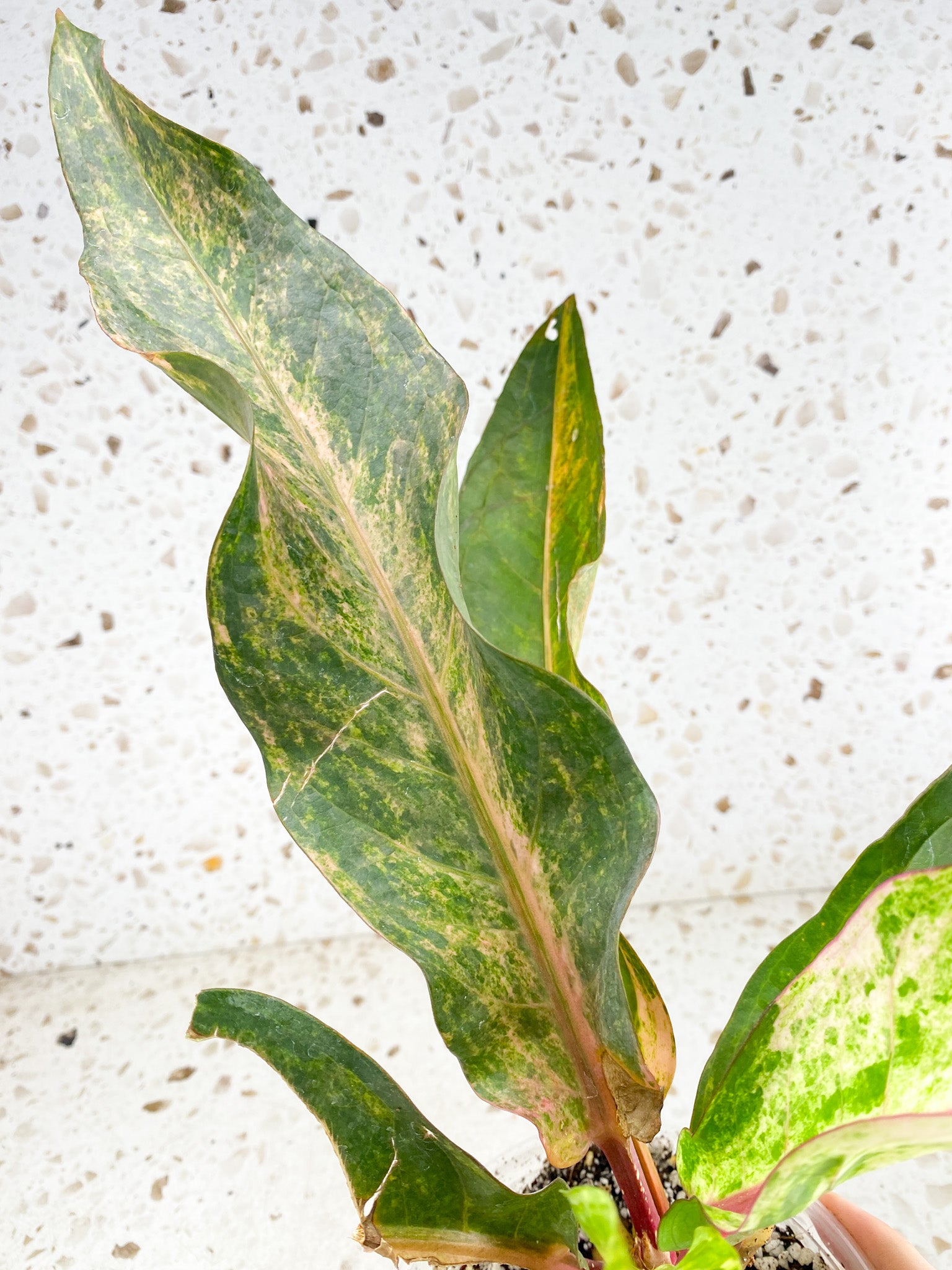 Unicorn: Anthurium Renaissance Pink variegated multiple leaves top cutting (rooting)