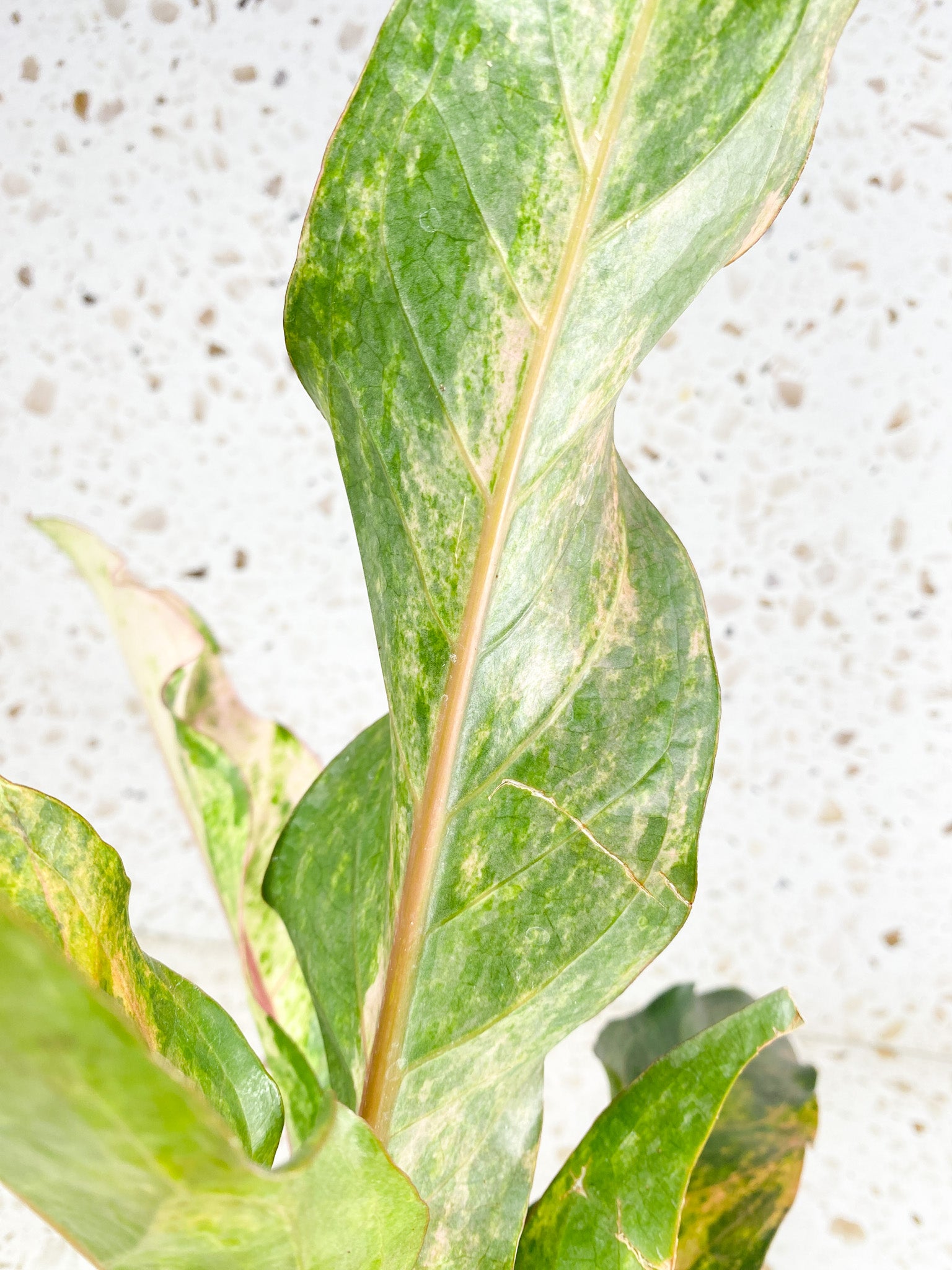 Unicorn: Anthurium Renaissance Pink variegated multiple leaves top cutting (rooting)