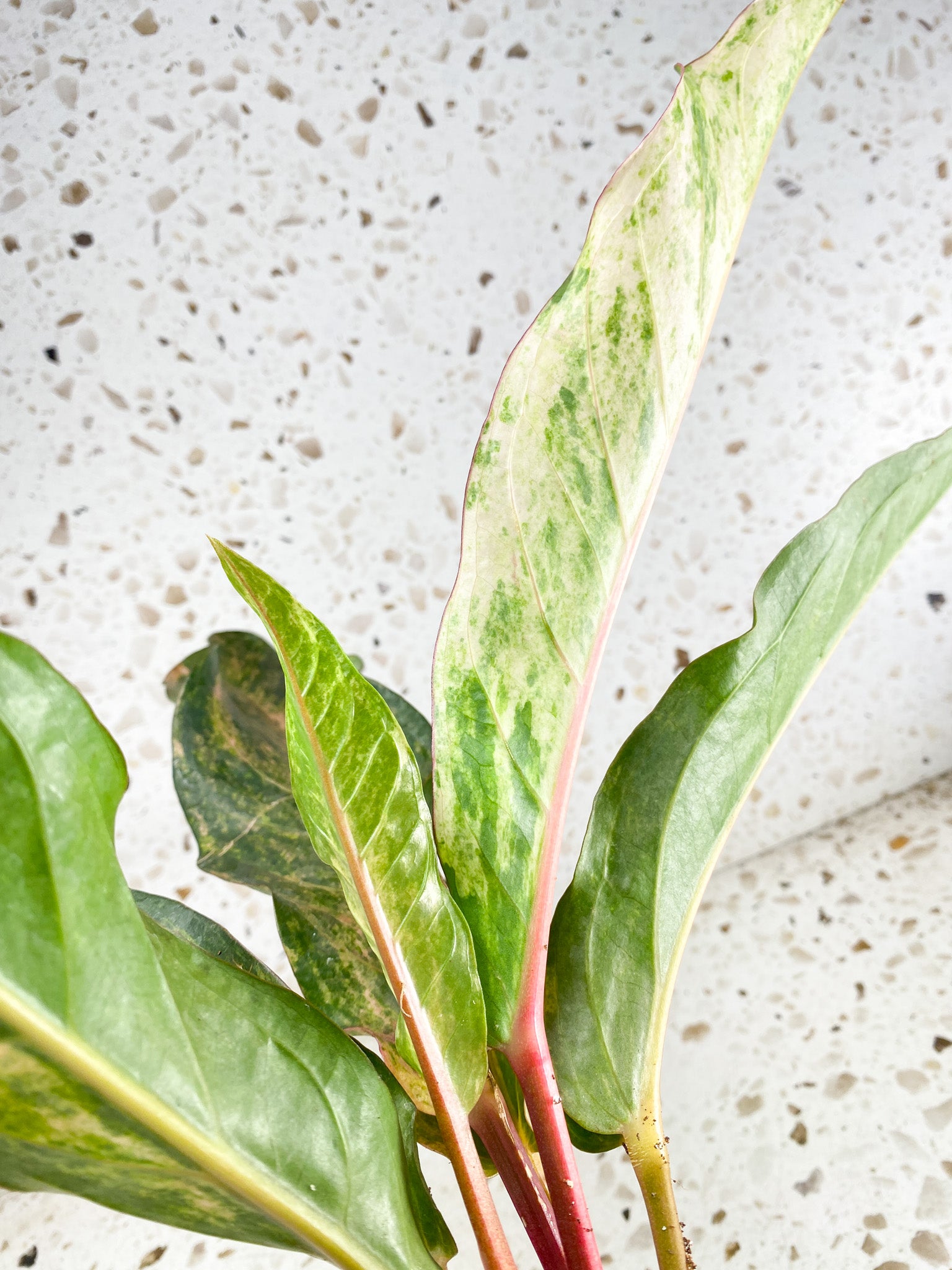 Unicorn: Anthurium Renaissance Pink variegated multiple leaves top cutting (rooting)