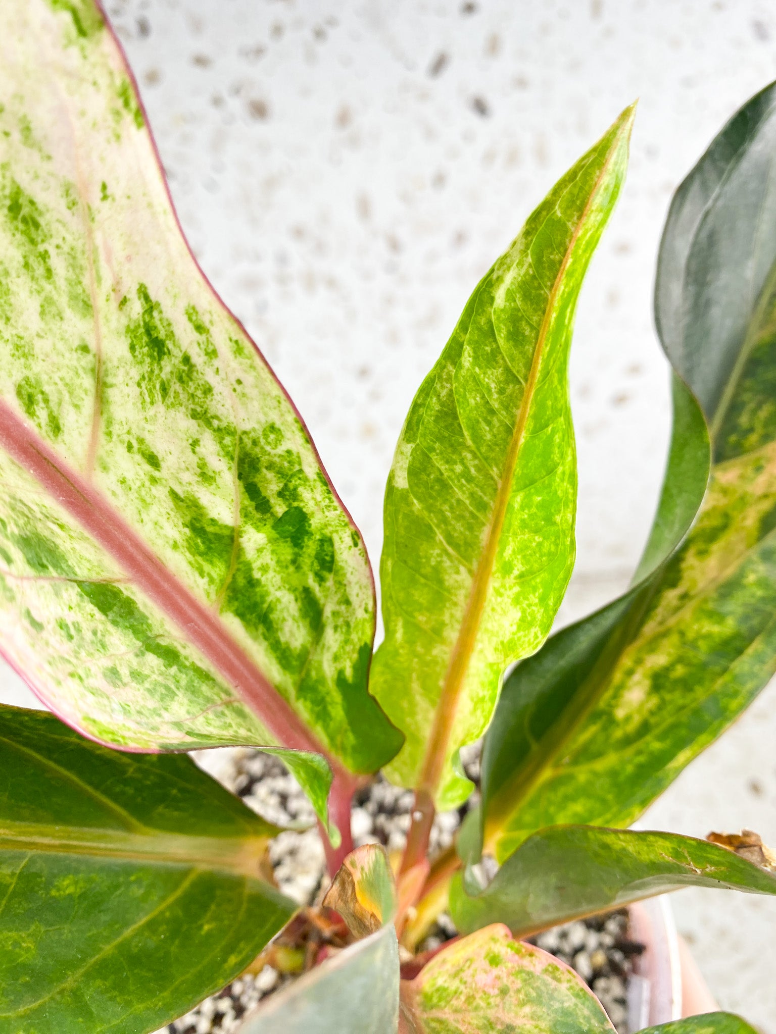 Unicorn: Anthurium Renaissance Pink variegated multiple leaves top cutting (rooting)