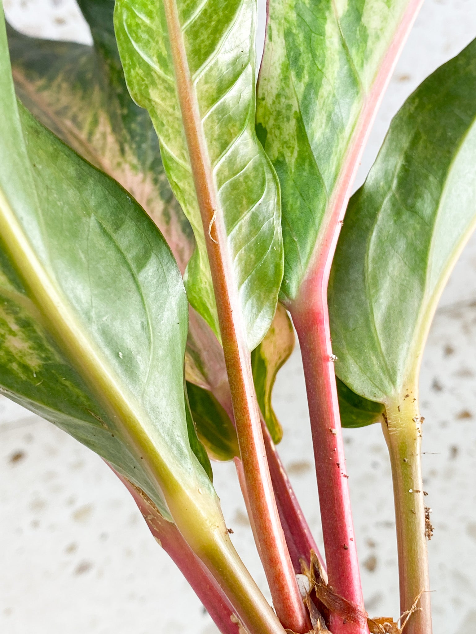 Unicorn: Anthurium Renaissance Pink variegated multiple leaves top cutting (rooting)