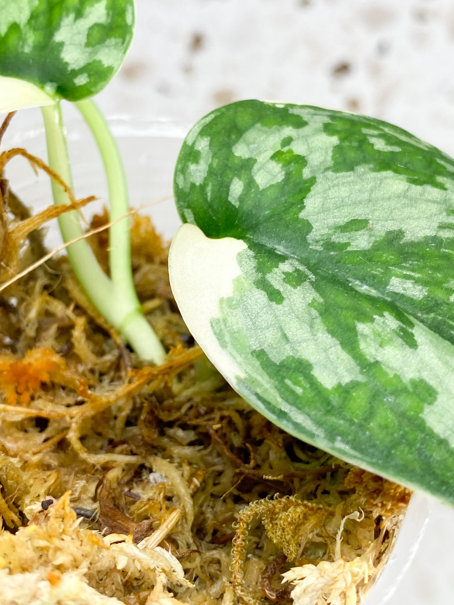 Scindapsus Mayari 2 leaf top cutting with sprout (rooting)