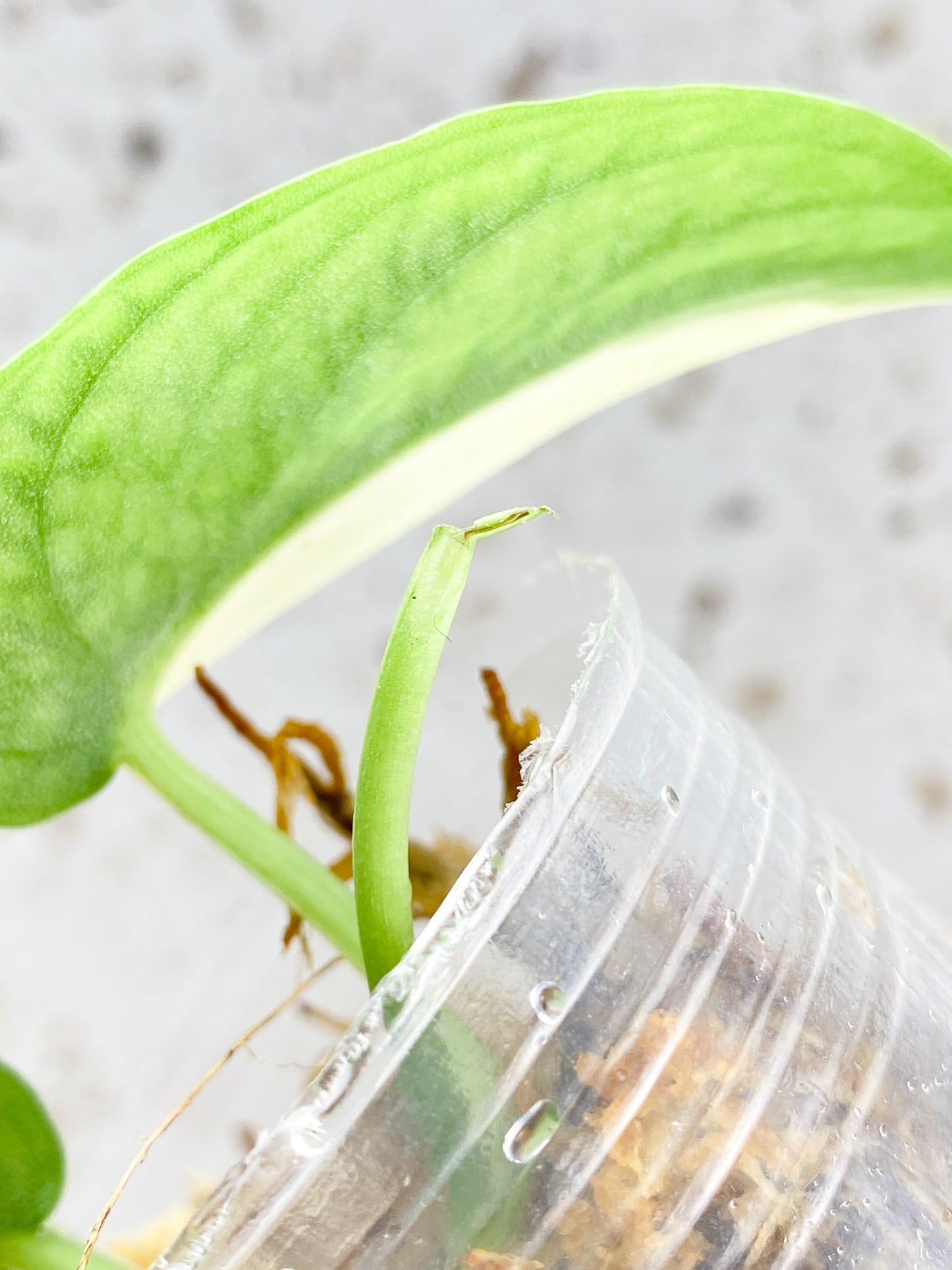 Scindapsus Mayari 2 leaf top cutting with sprout (rooting)